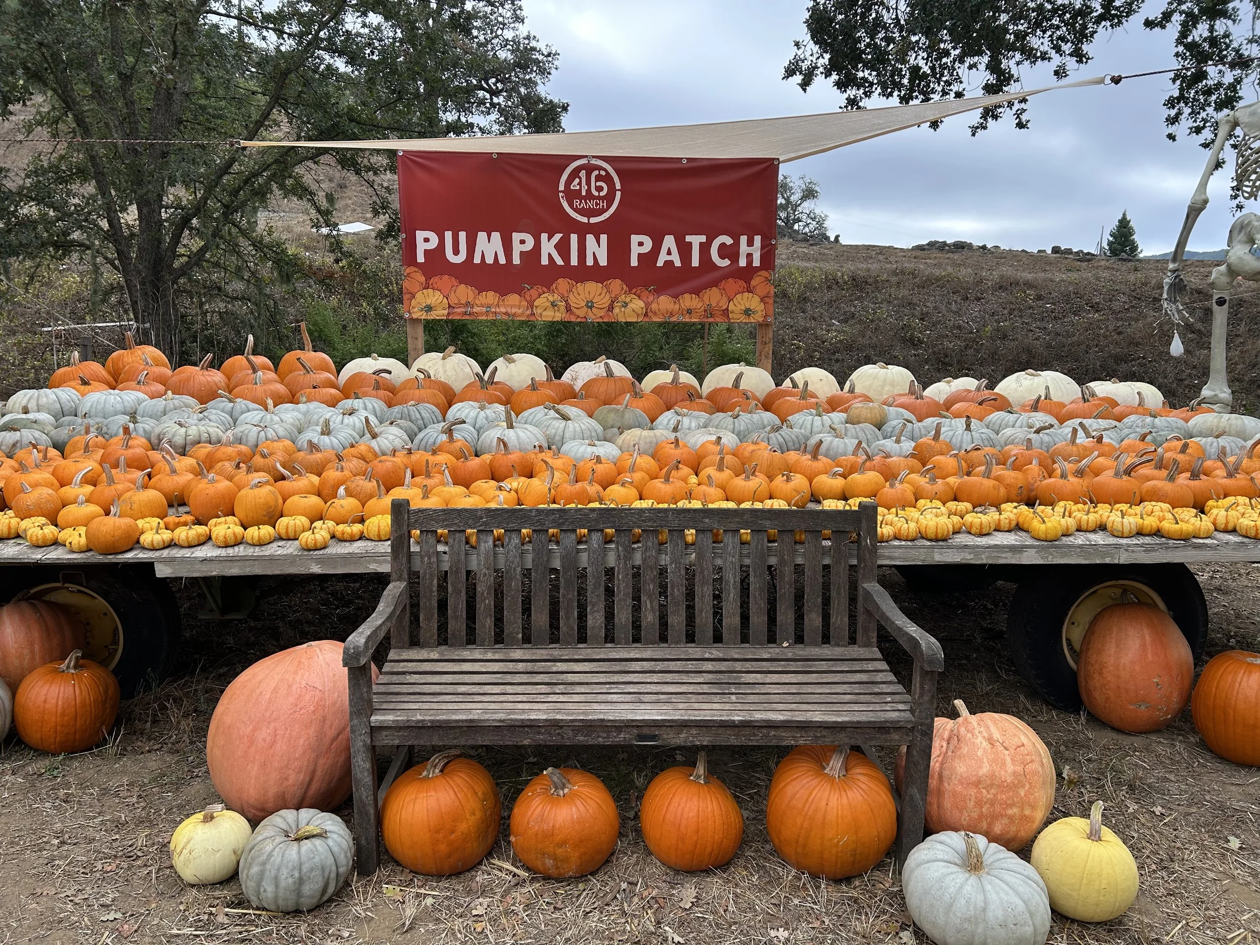 46 Ranch Pumpkin Patch