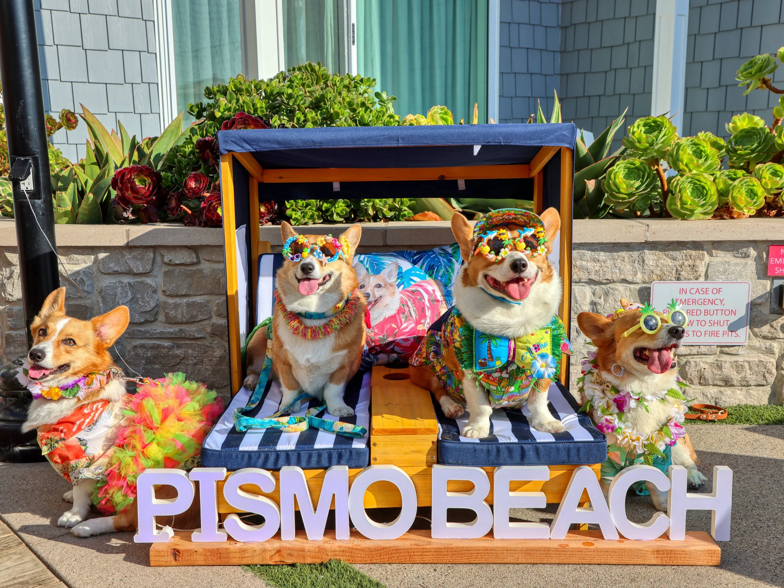 Corgi Nation Vacation