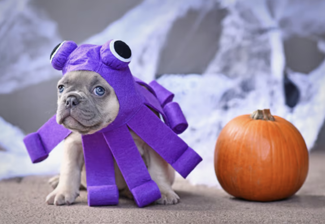 Howl-O-Ween Dog Costume Contest