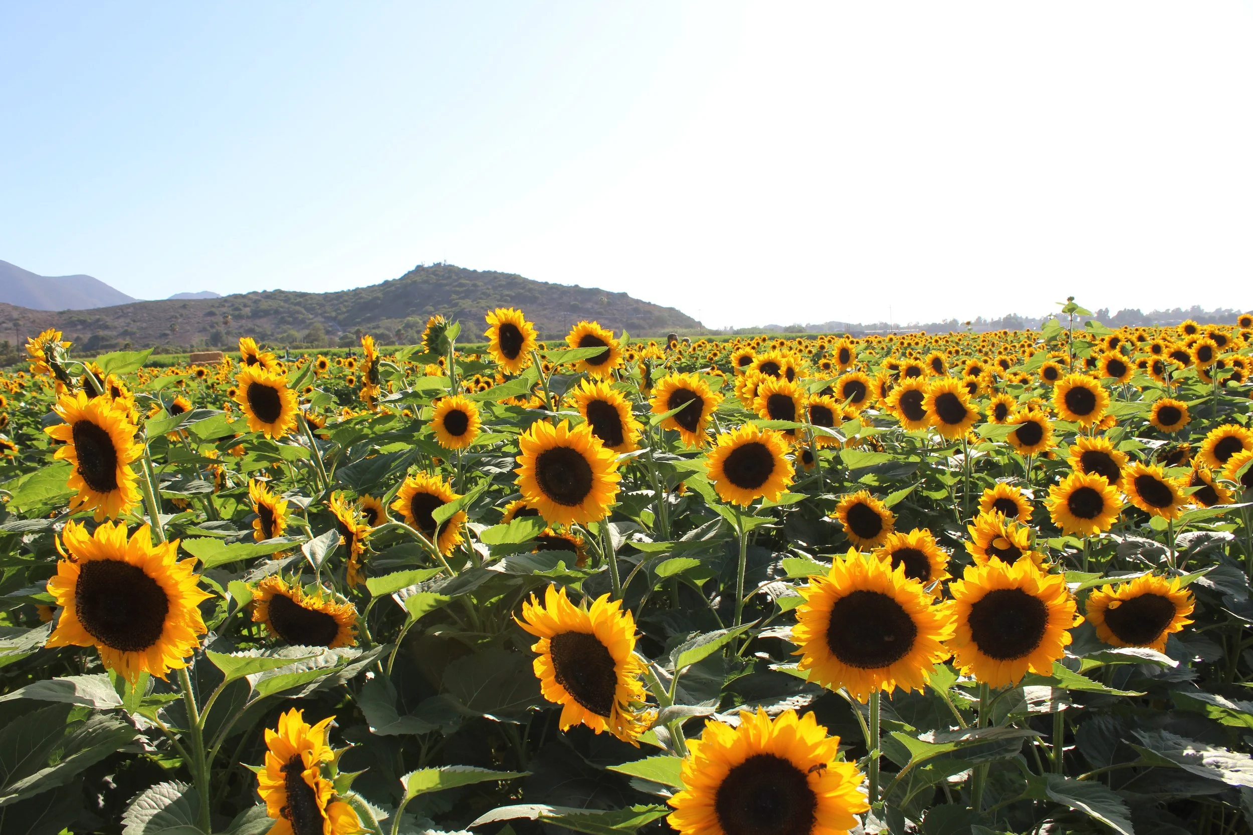 Fall at Conejo Family Farms