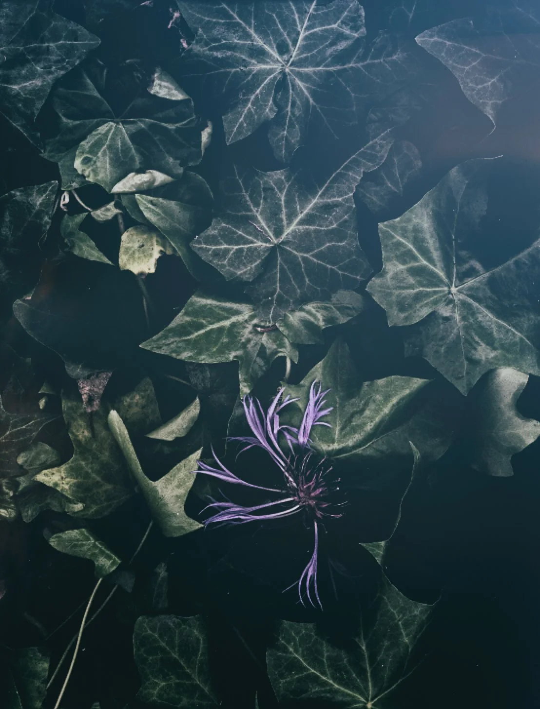 english ivy