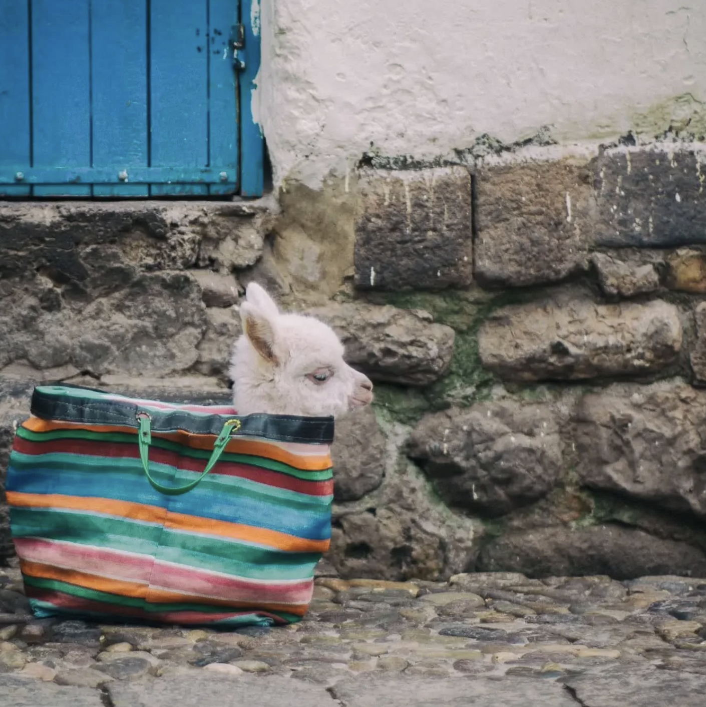animales de cusci