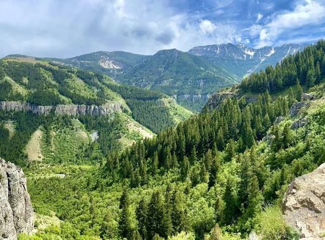 Logan trees canyon.jpeg