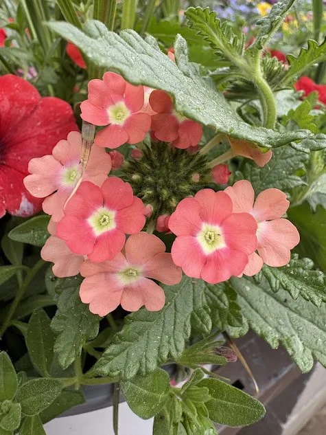 Inspire Bloom Breakthrough Container