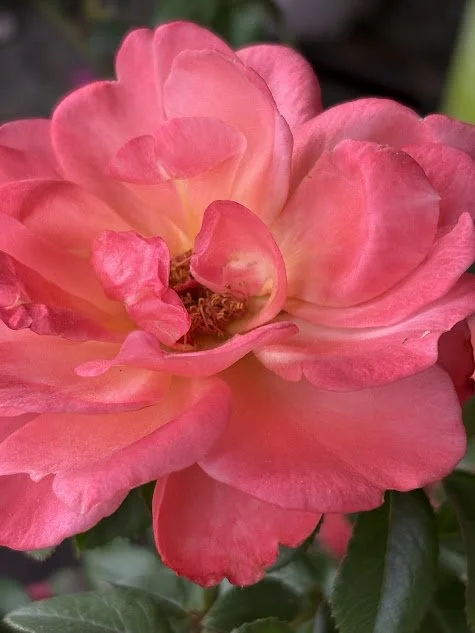 Ascending Lotus Sexual Empowerment