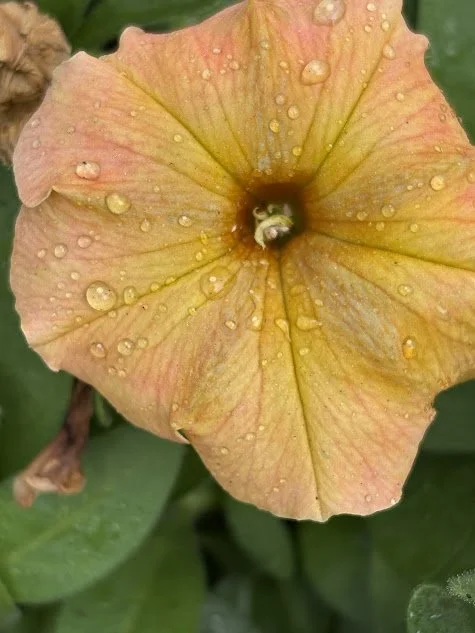 Creation Portal Inner Child Awareness