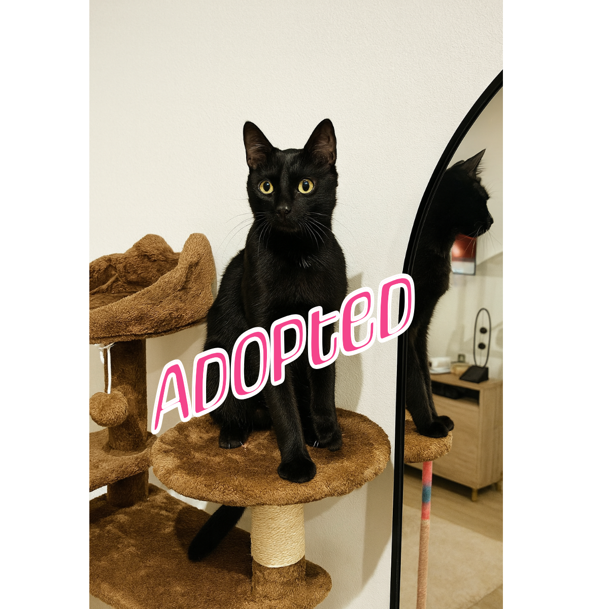 Untitled Project (53).png