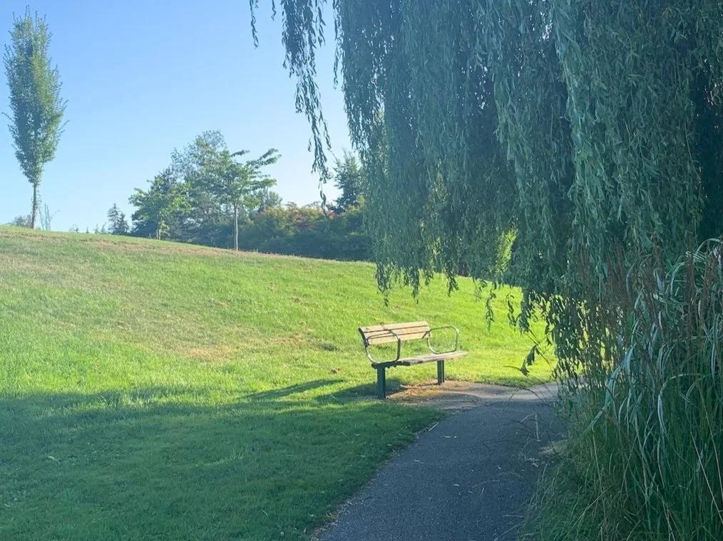 Park bench beside a walking path, shaded by a large drooping tree, with a grassy hill and trees in the background.