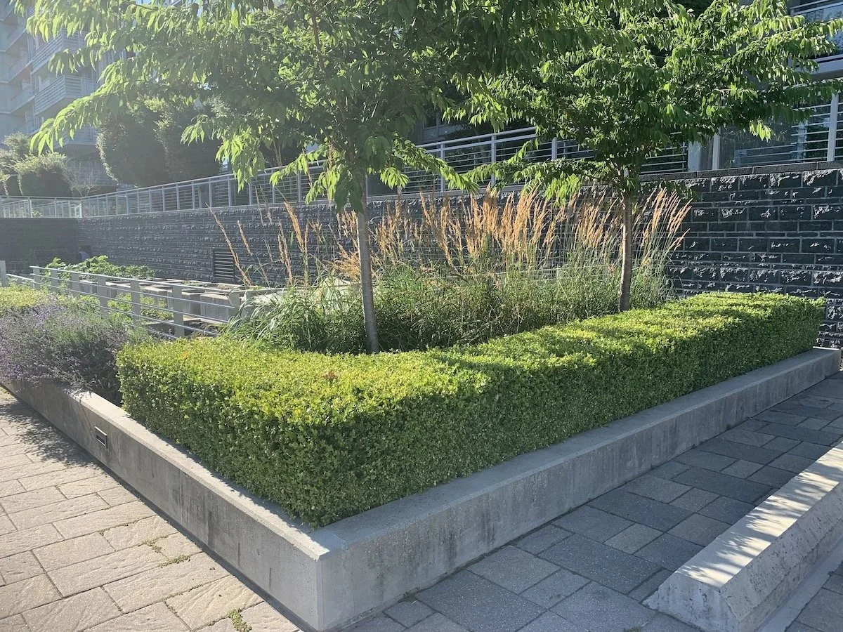 Urban landscaping with trees, neatly trimmed bushes, ornamental grasses, and a black brick wall in a city setting.