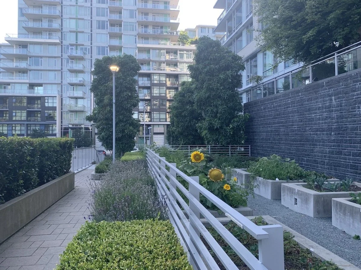 Urban garden with sunflowers and greenery, surrounded by tall modern apartment buildings, with a walkway and street lamp.