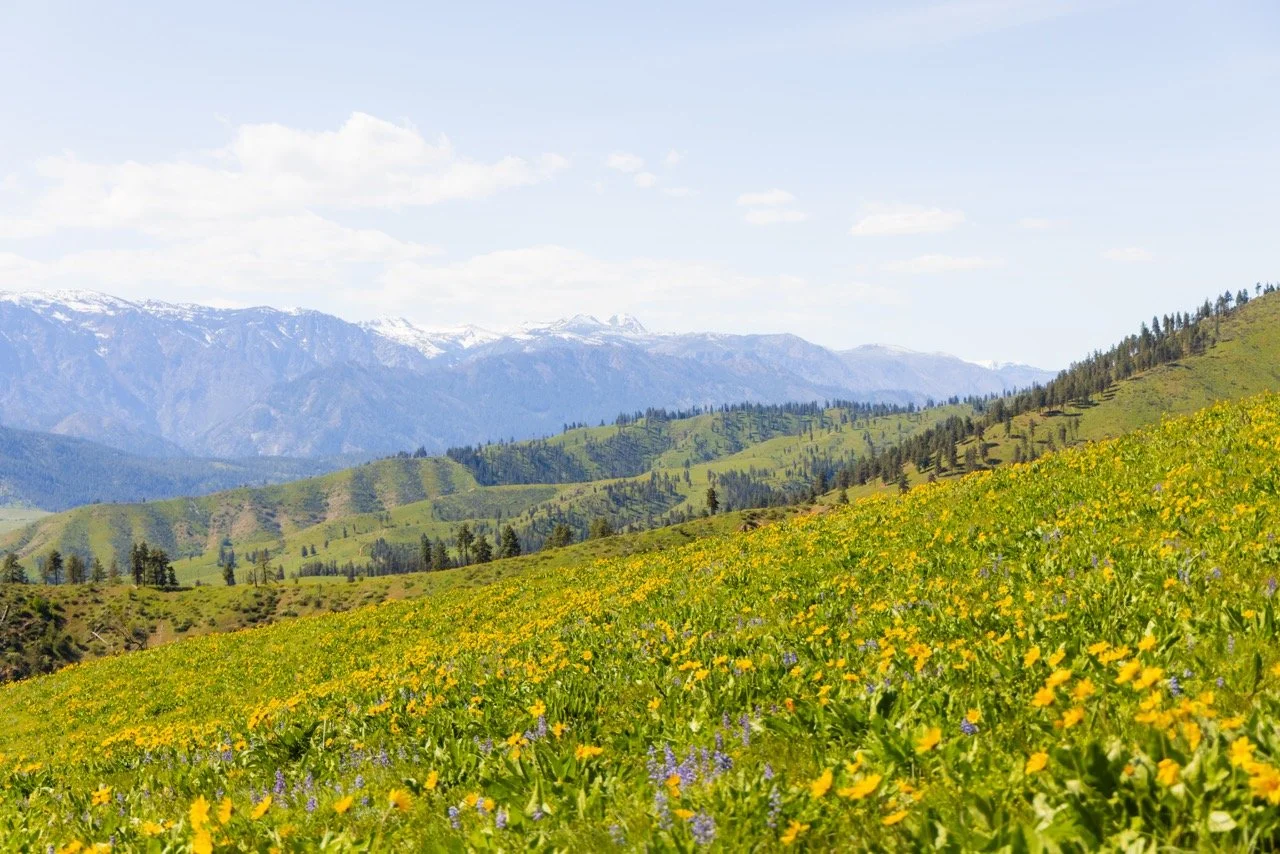 Balsamroot with Lupine and Mountains - Large Print