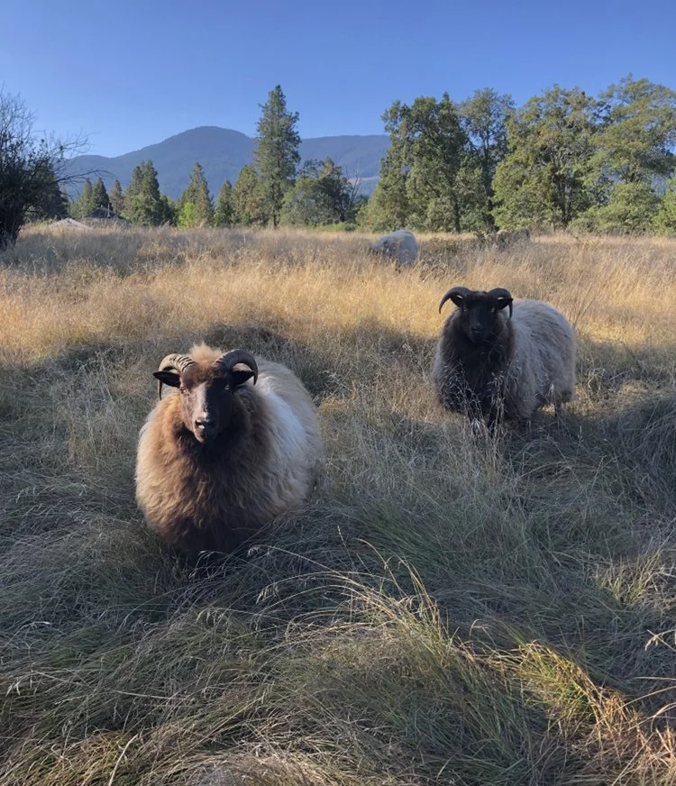 sheepandhouse.jpg