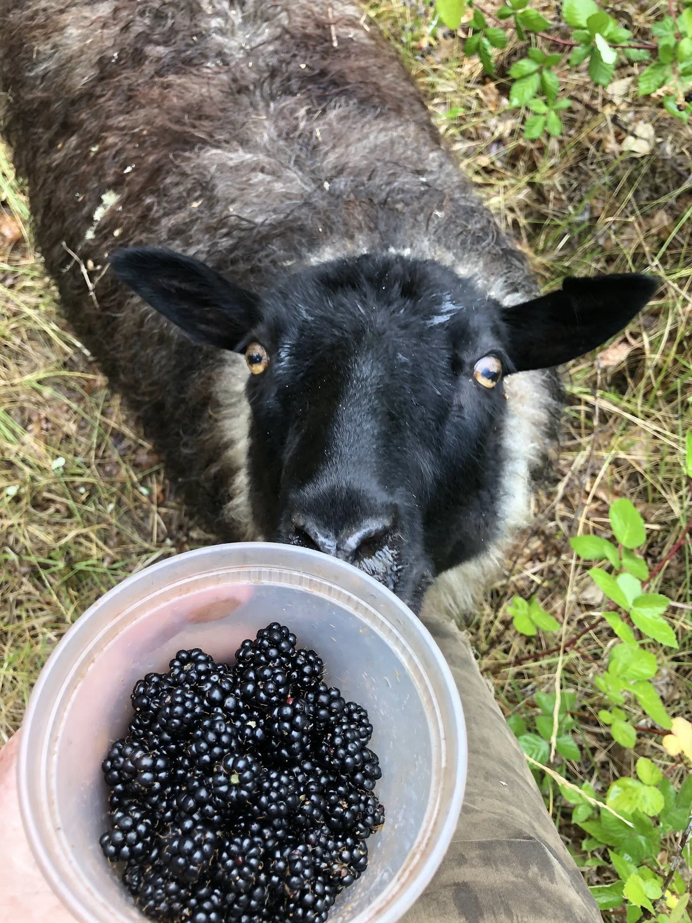 luna_berry.jpg