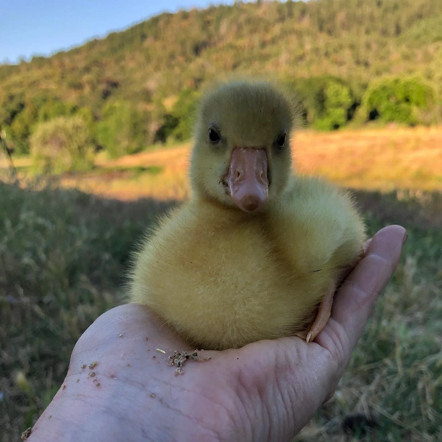 gosling.jpg