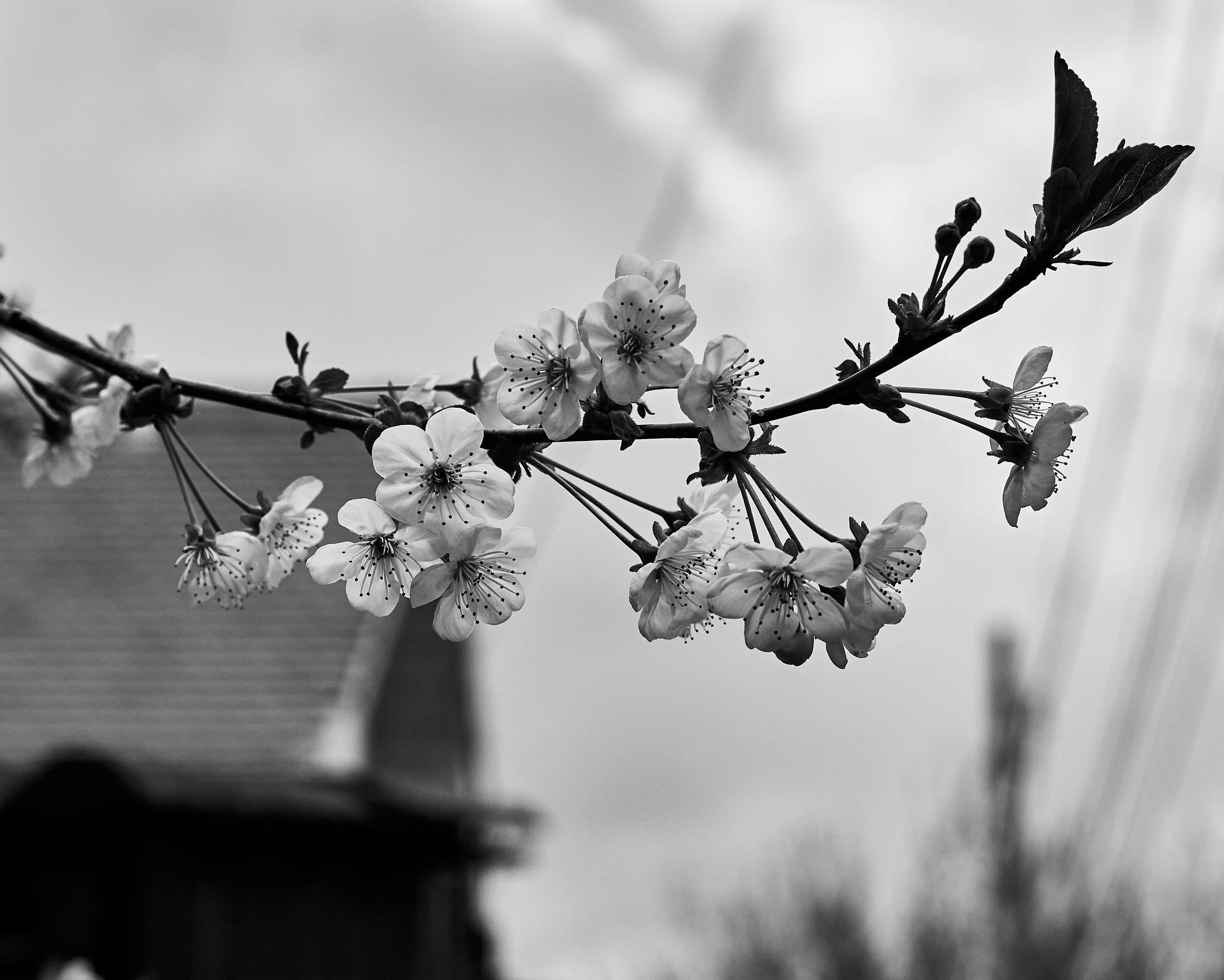 Black and white photo of a flowering branch with small blossoms and buds in the foreground, blurry building with a pitched roof and shingles in the background.