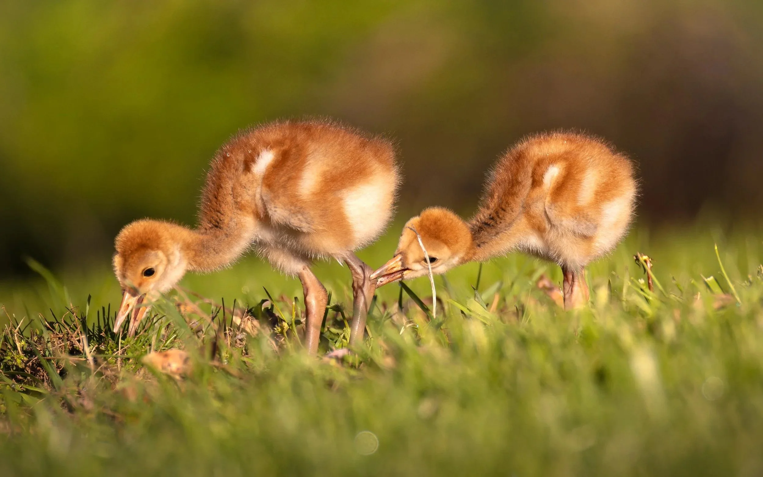 Sandhill Crane Colts