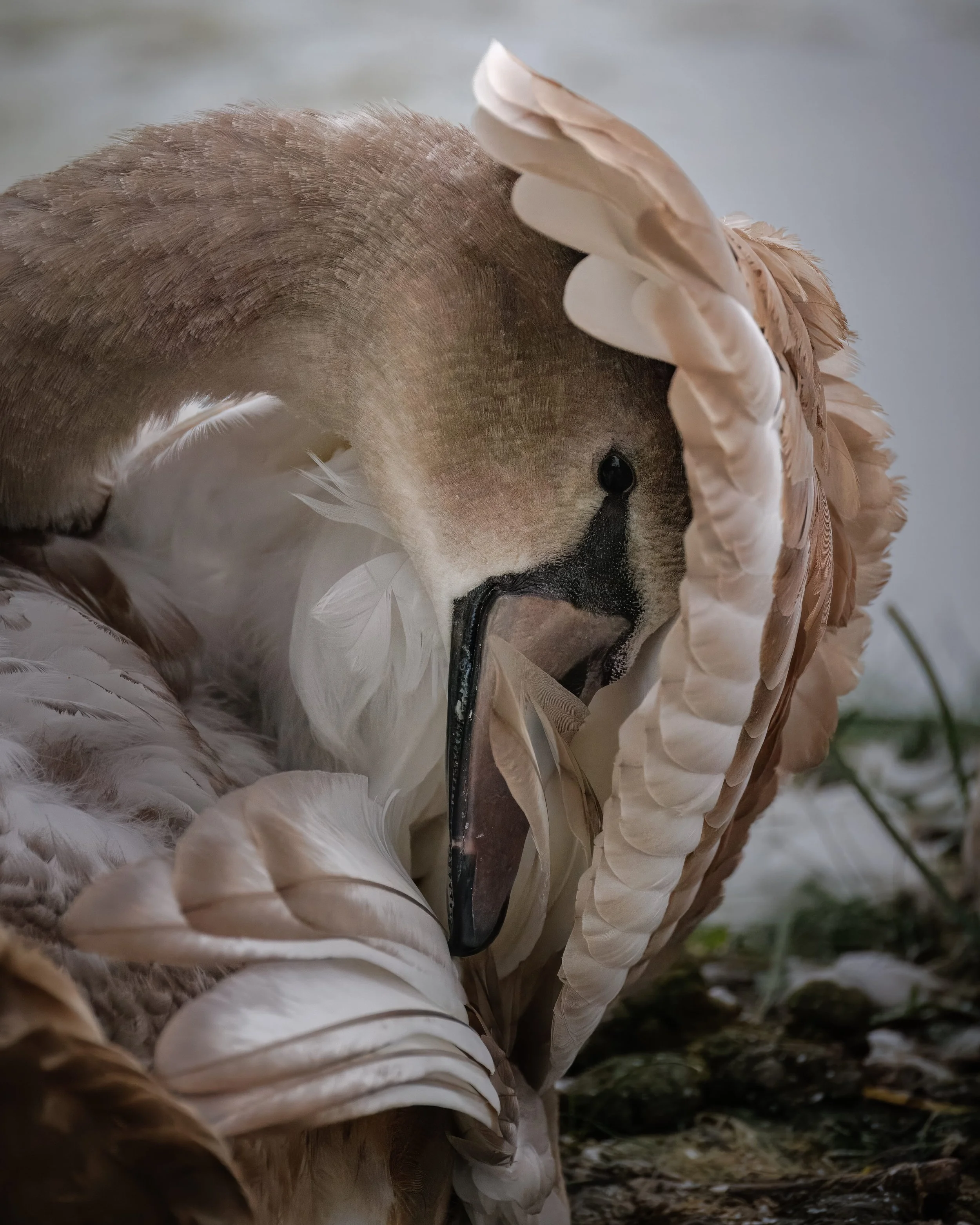 Mute Swan