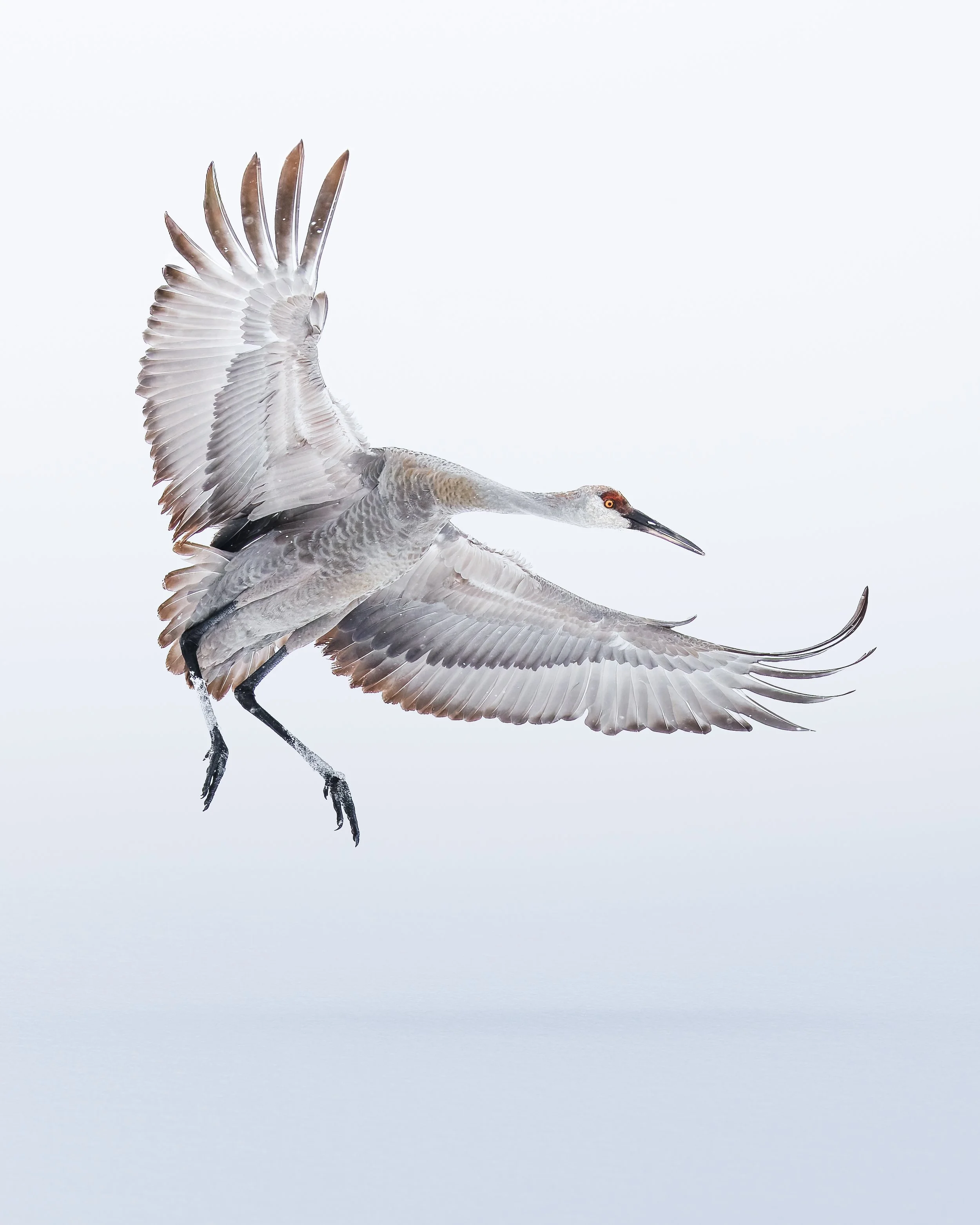 Sandhill Crane