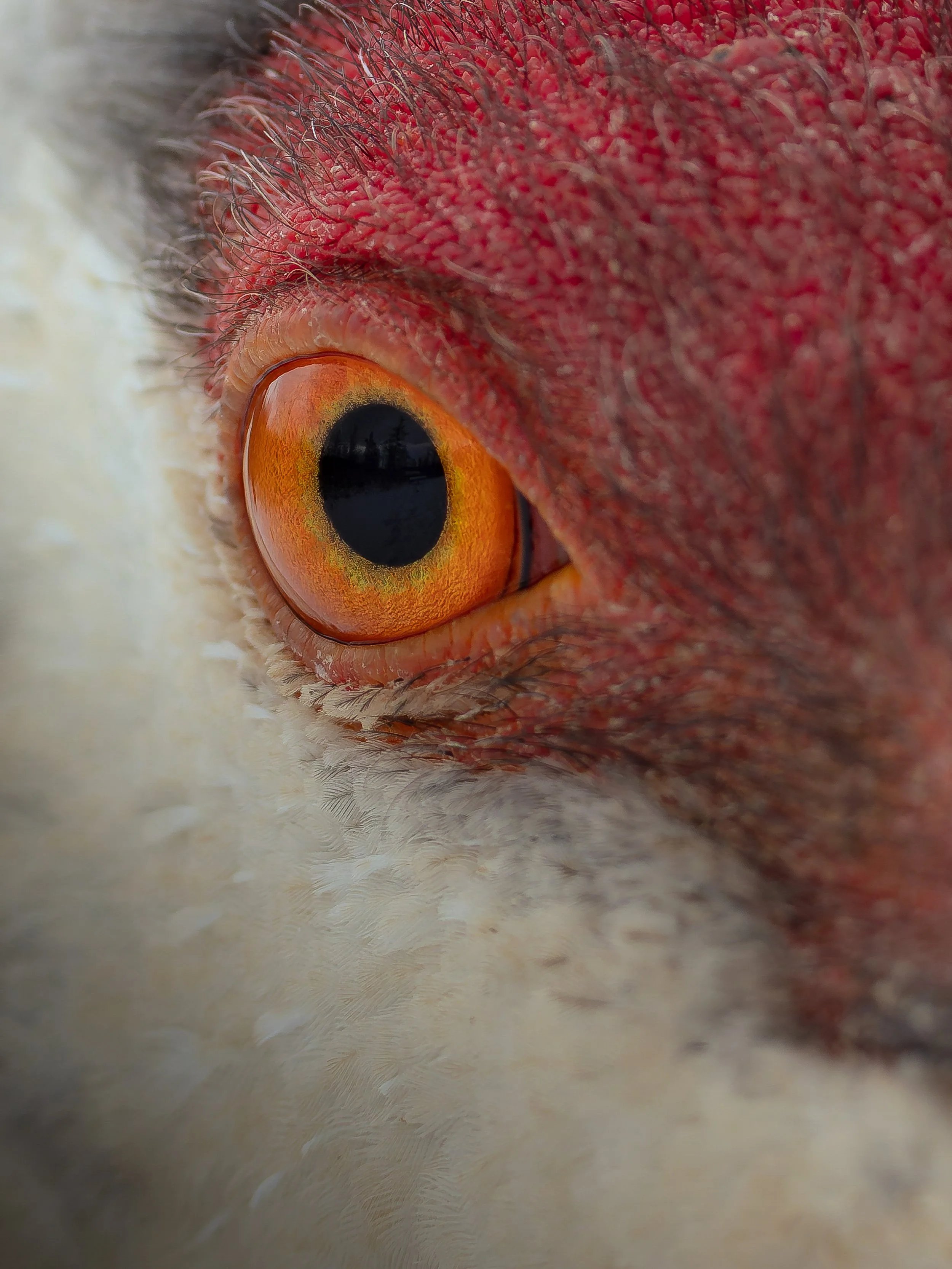 Sandhill Crane