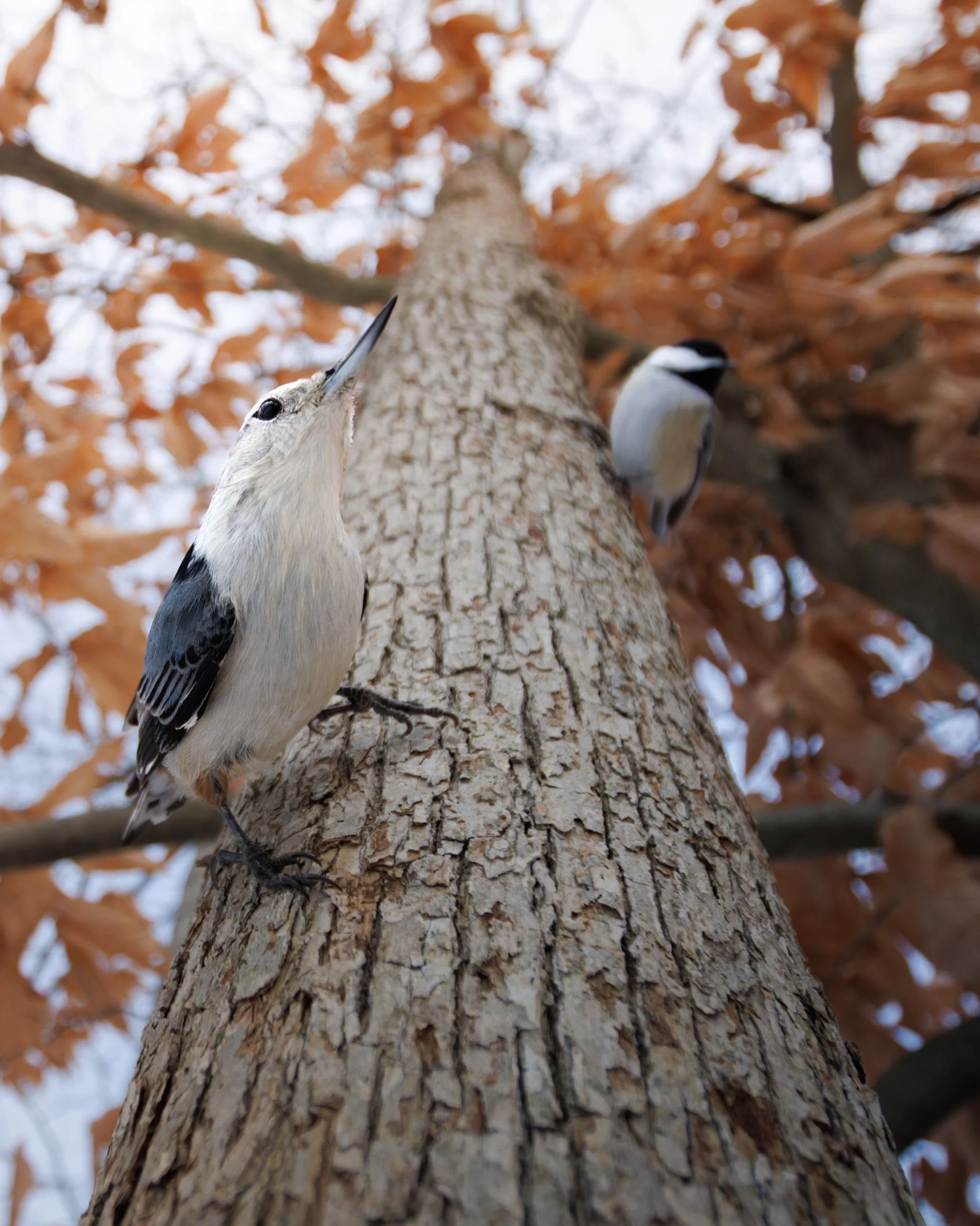 White-breasted Nuthatch