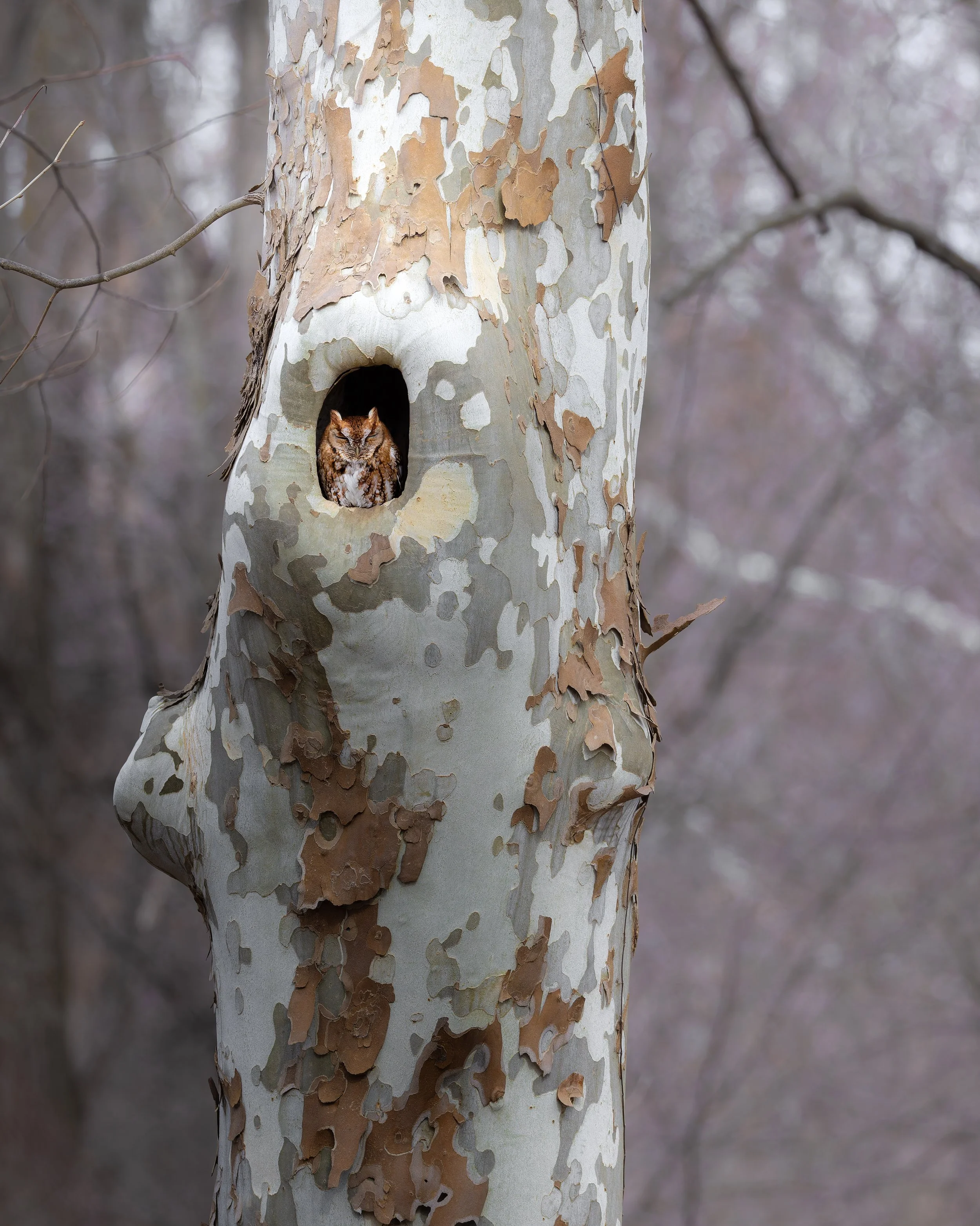 Eastern Screech Owl
