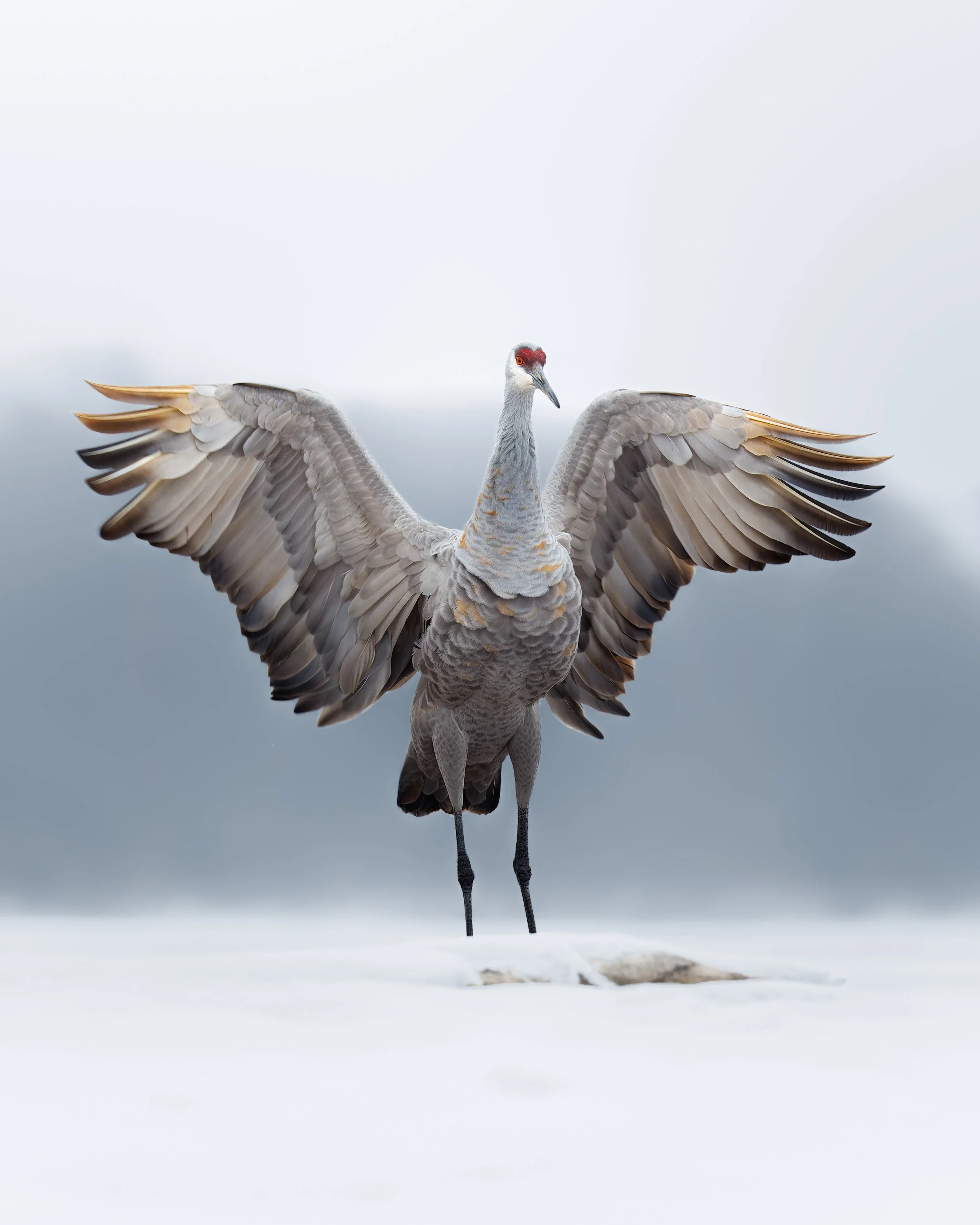 Sandhill Crane