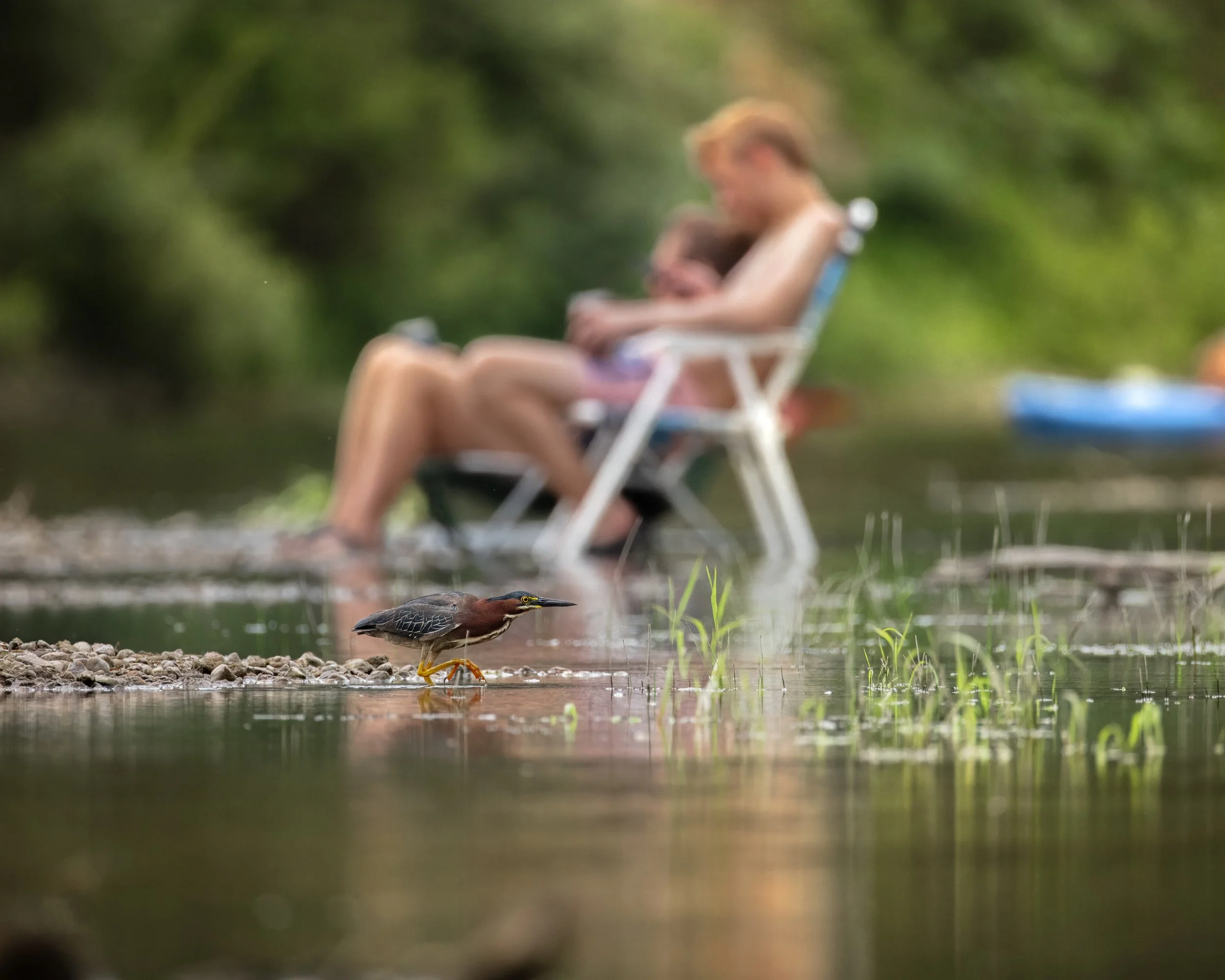 Green Heron