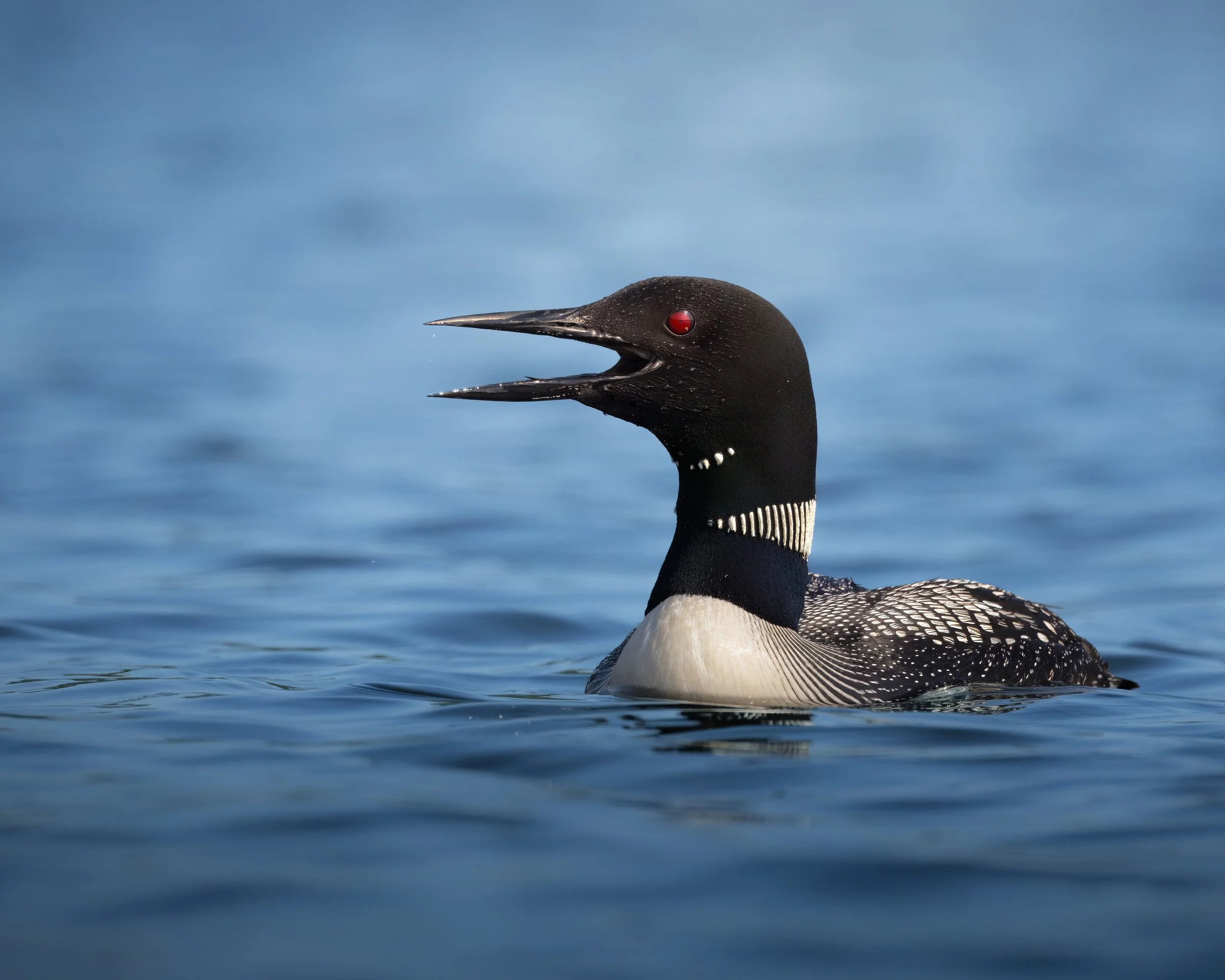 Common Loon