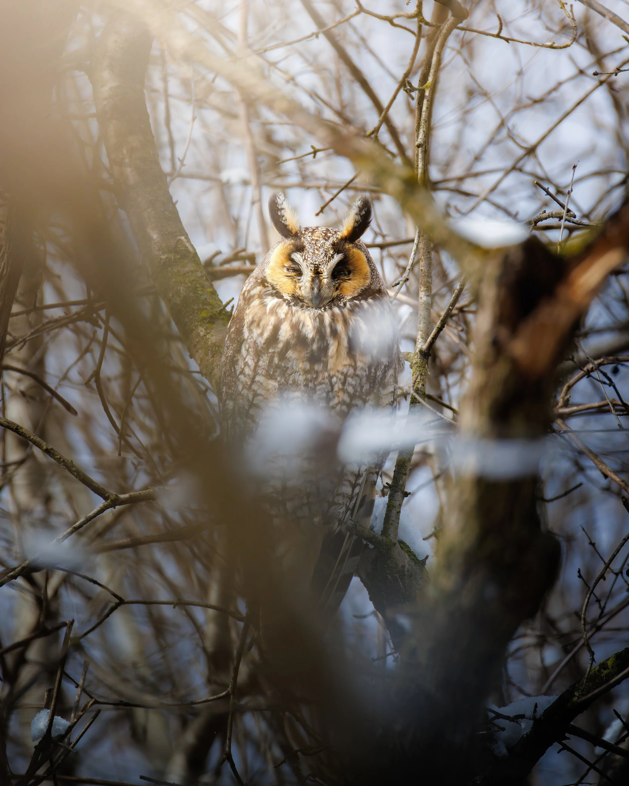 Long-eared Owl