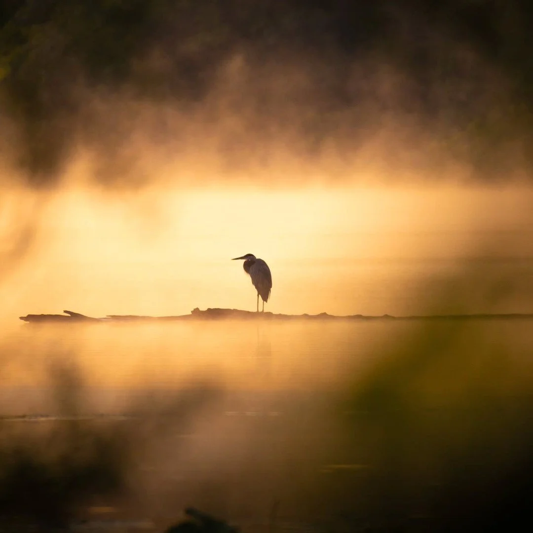 Great Blue Heron