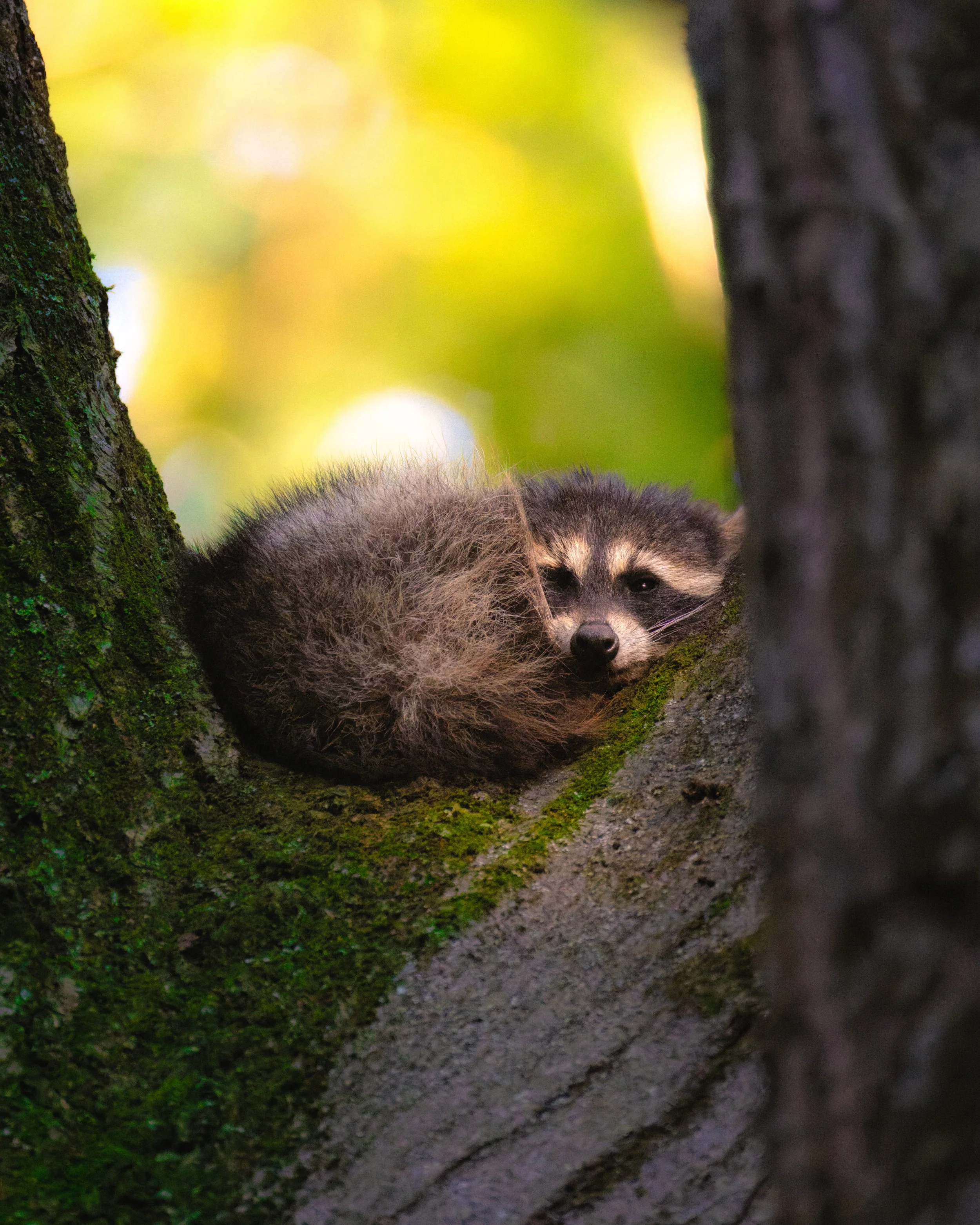 Raccoon