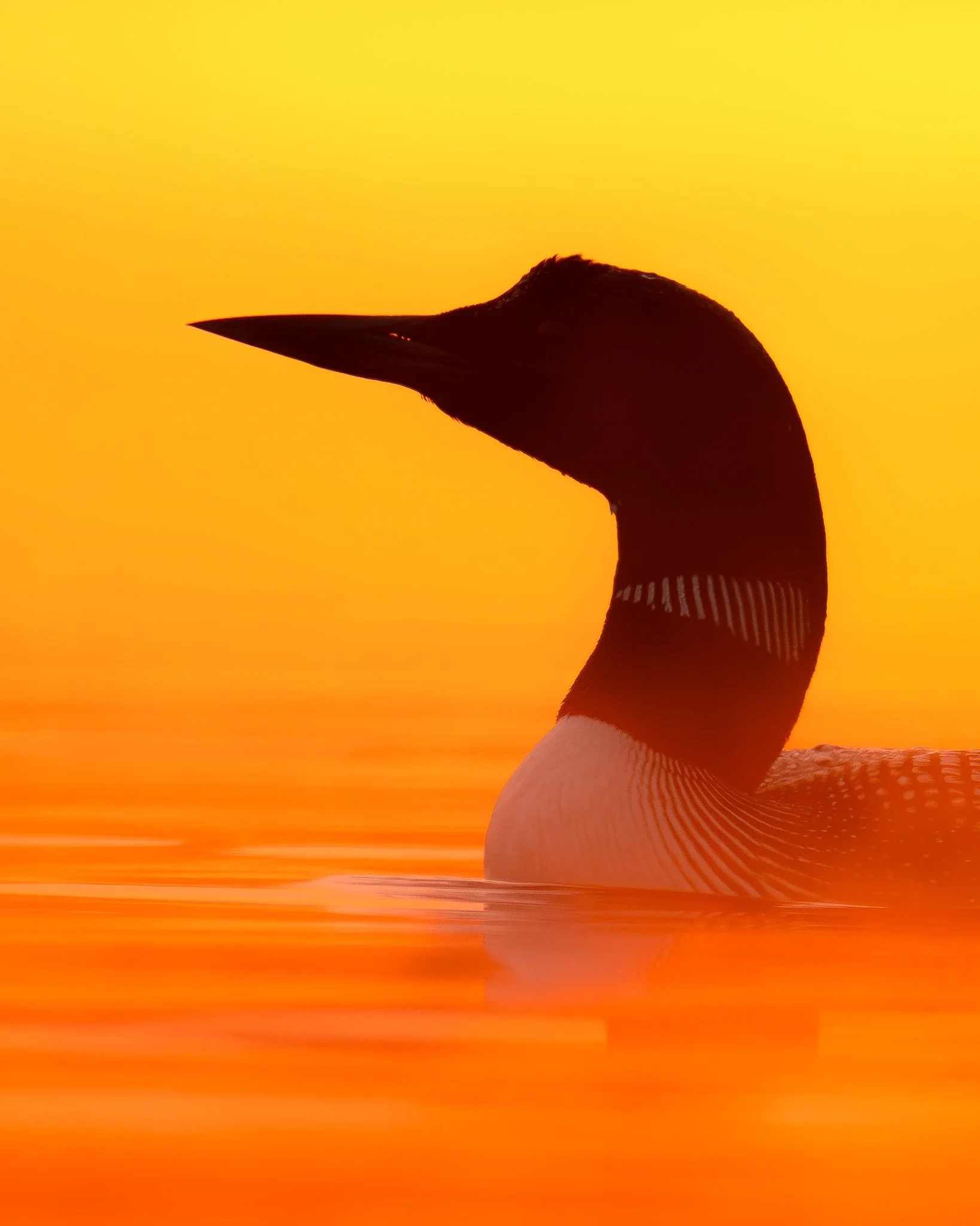 Common Loon