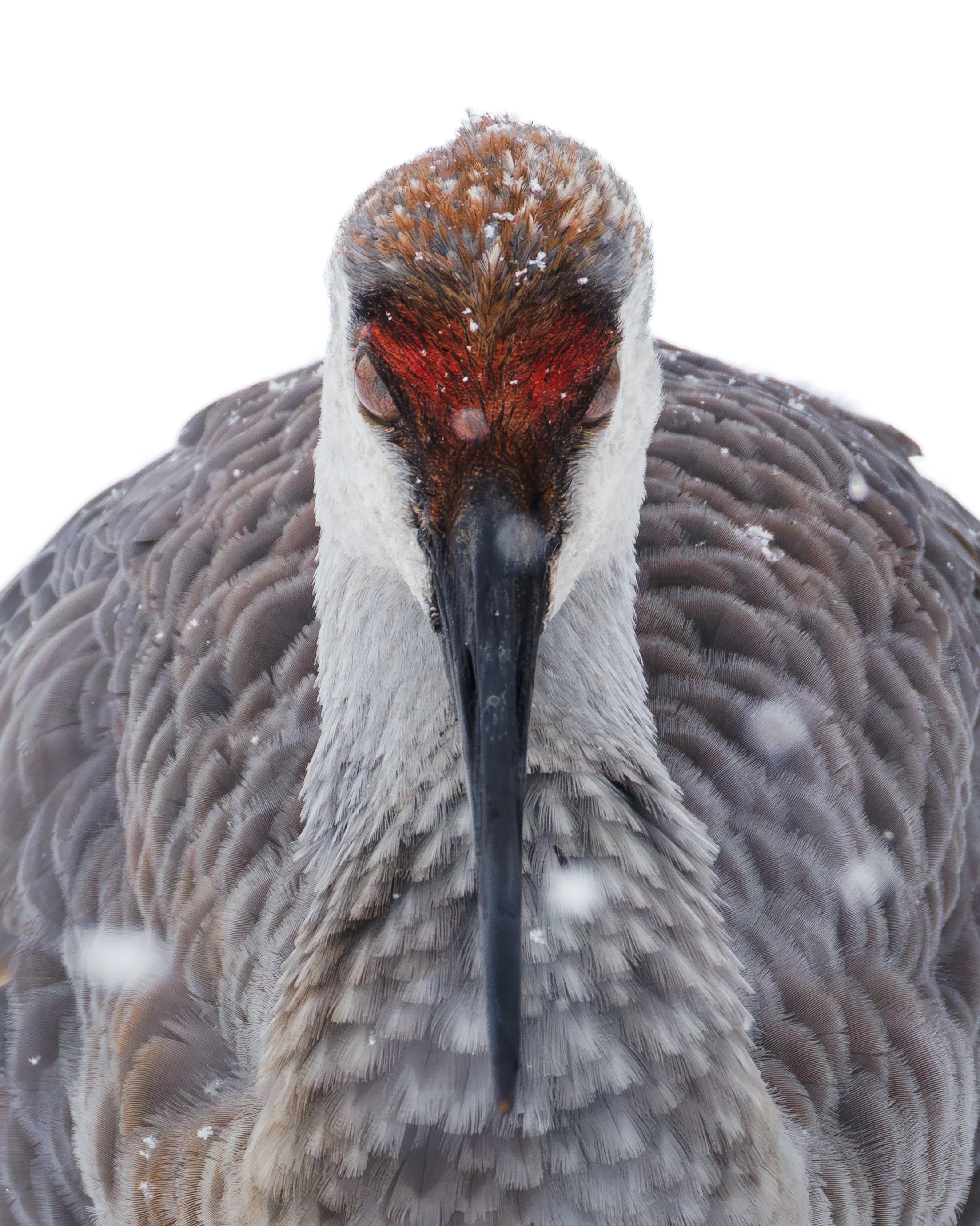 Sandhill Crane