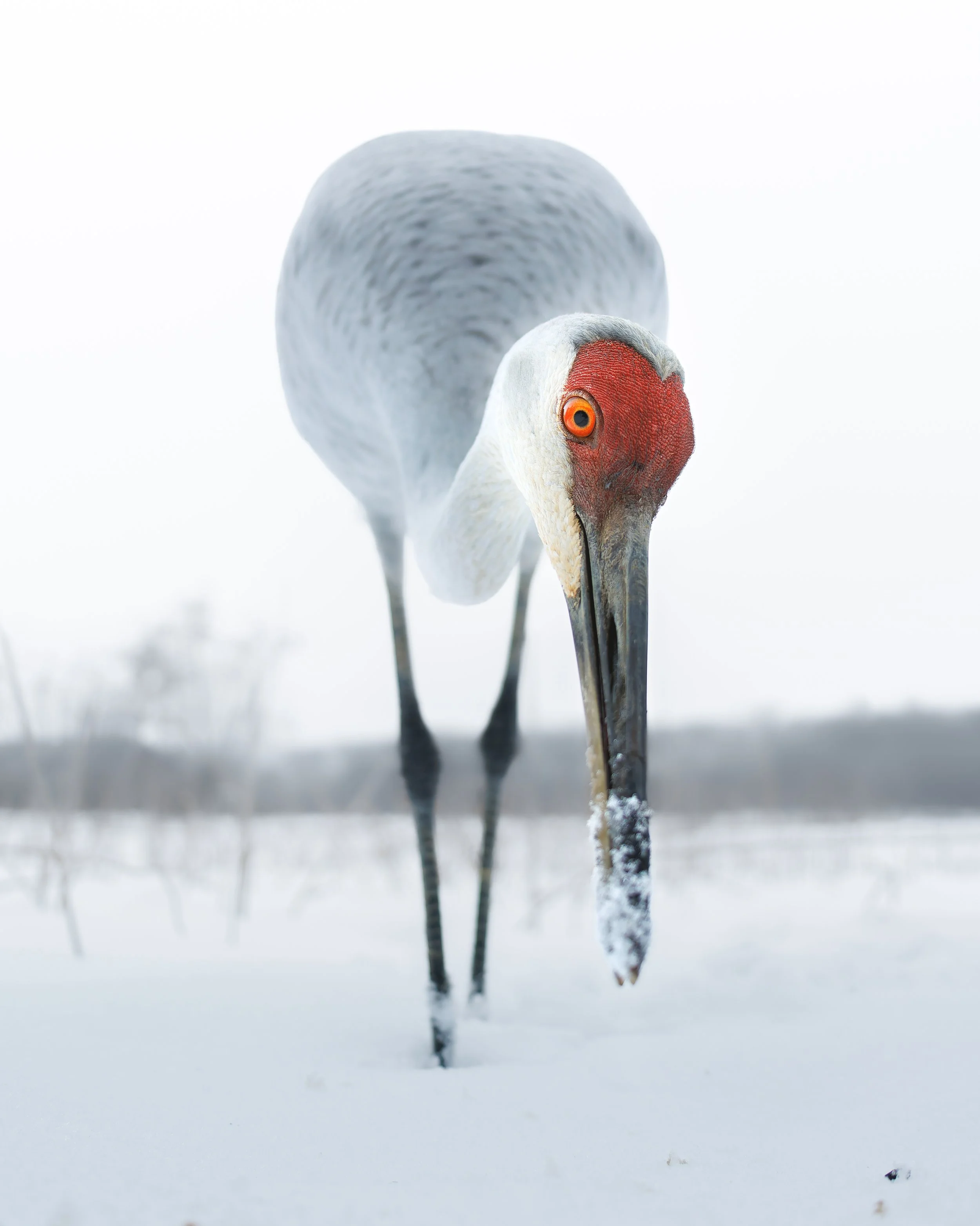 Sandhill Crane