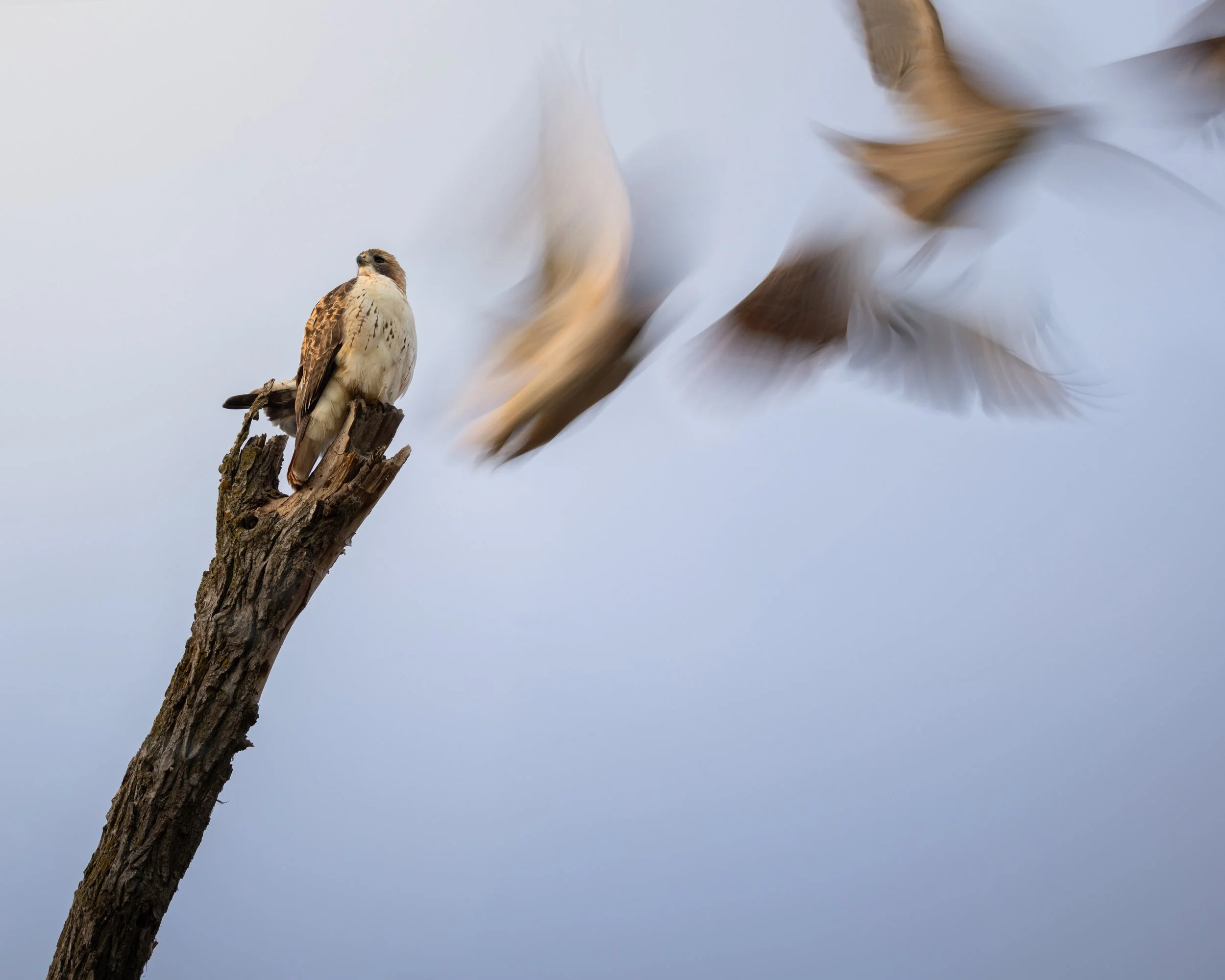 Red-tailed Hawk