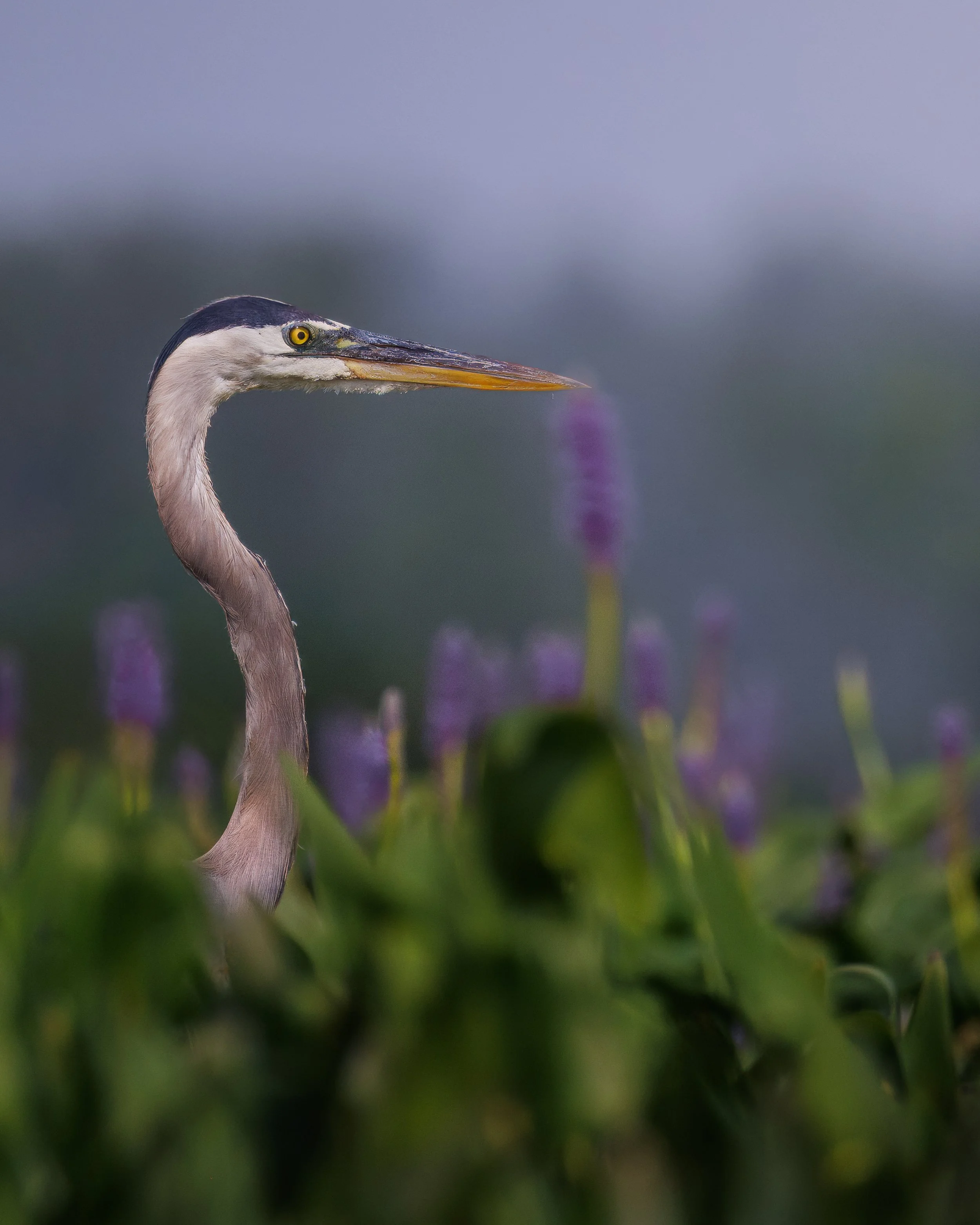 Great Blue Heron