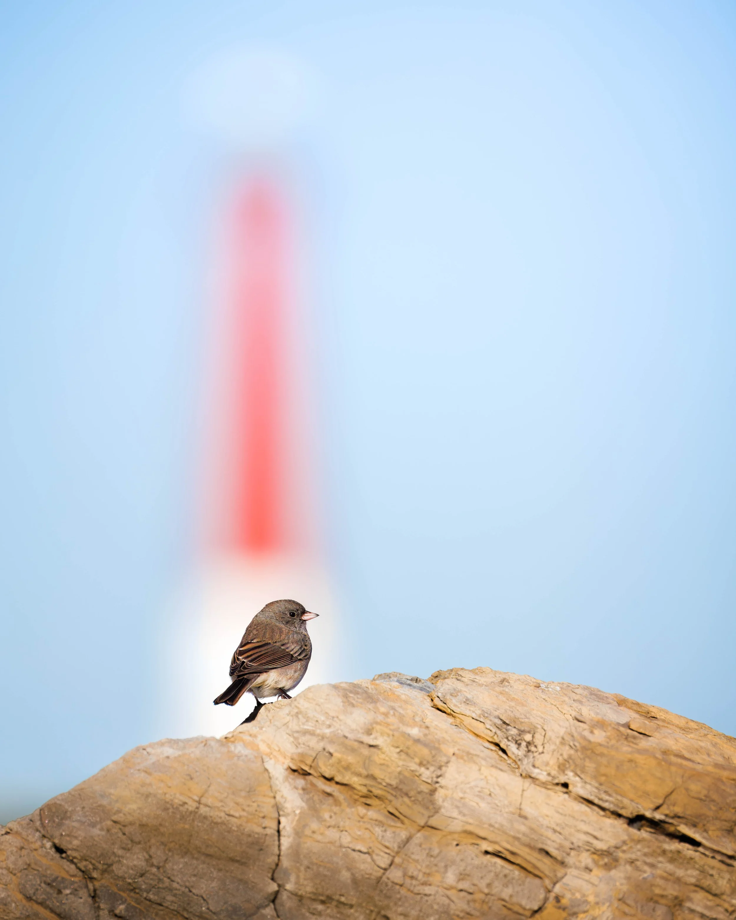 Dark-eyed Junco