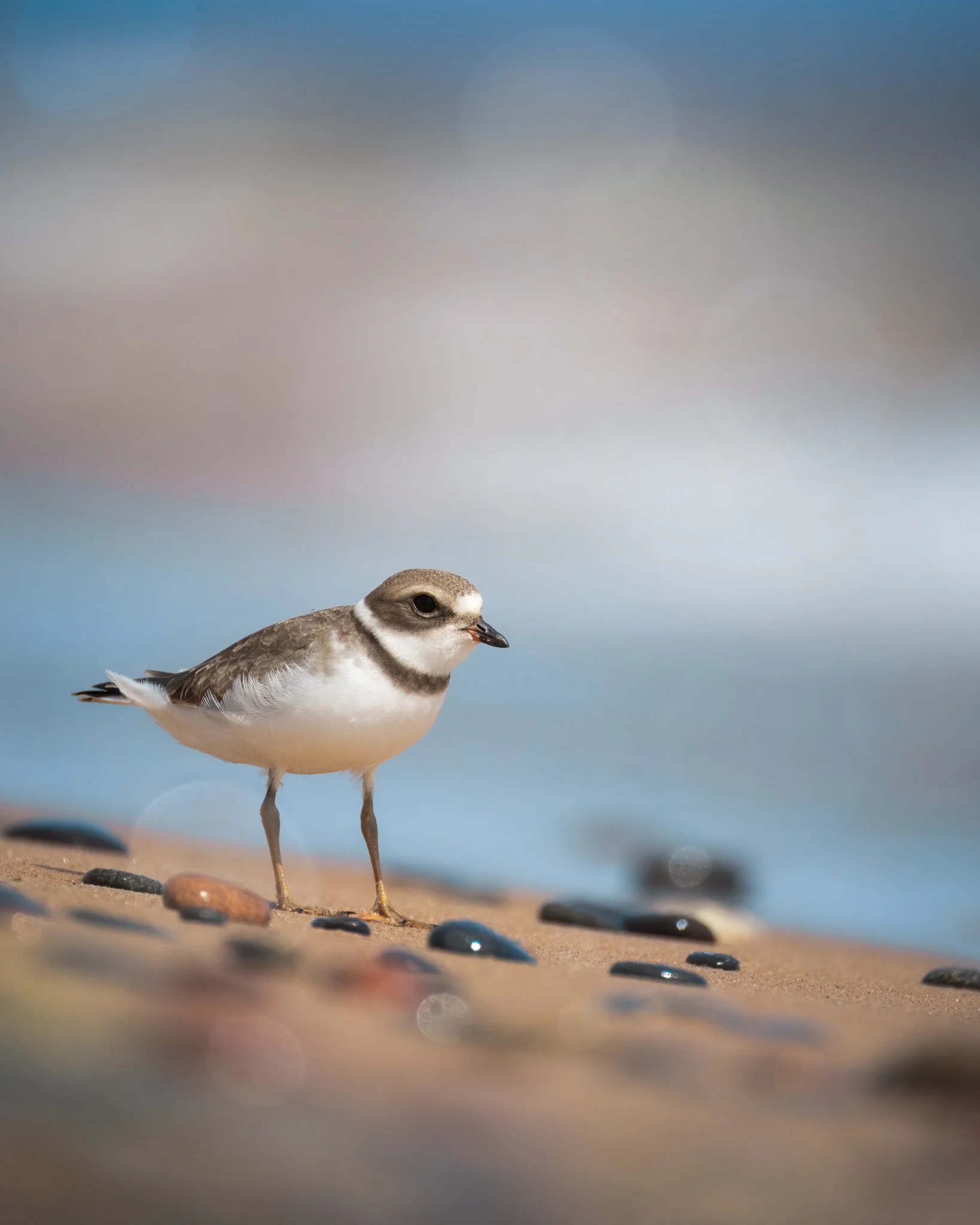 Semi-palmated Plover