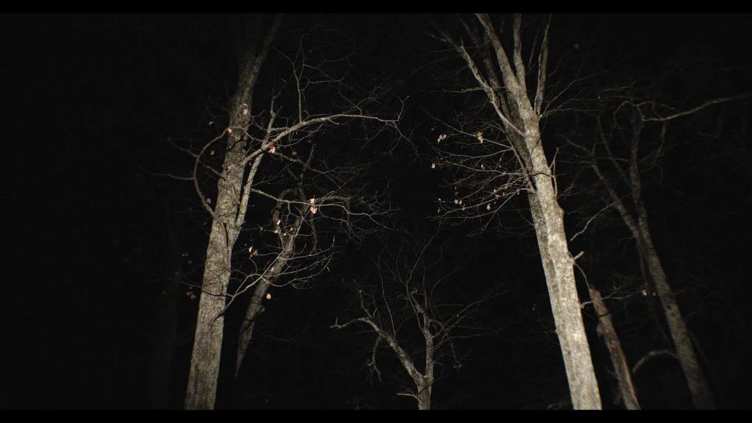Bare tree branches against a dark night sky, illuminated by a flash.