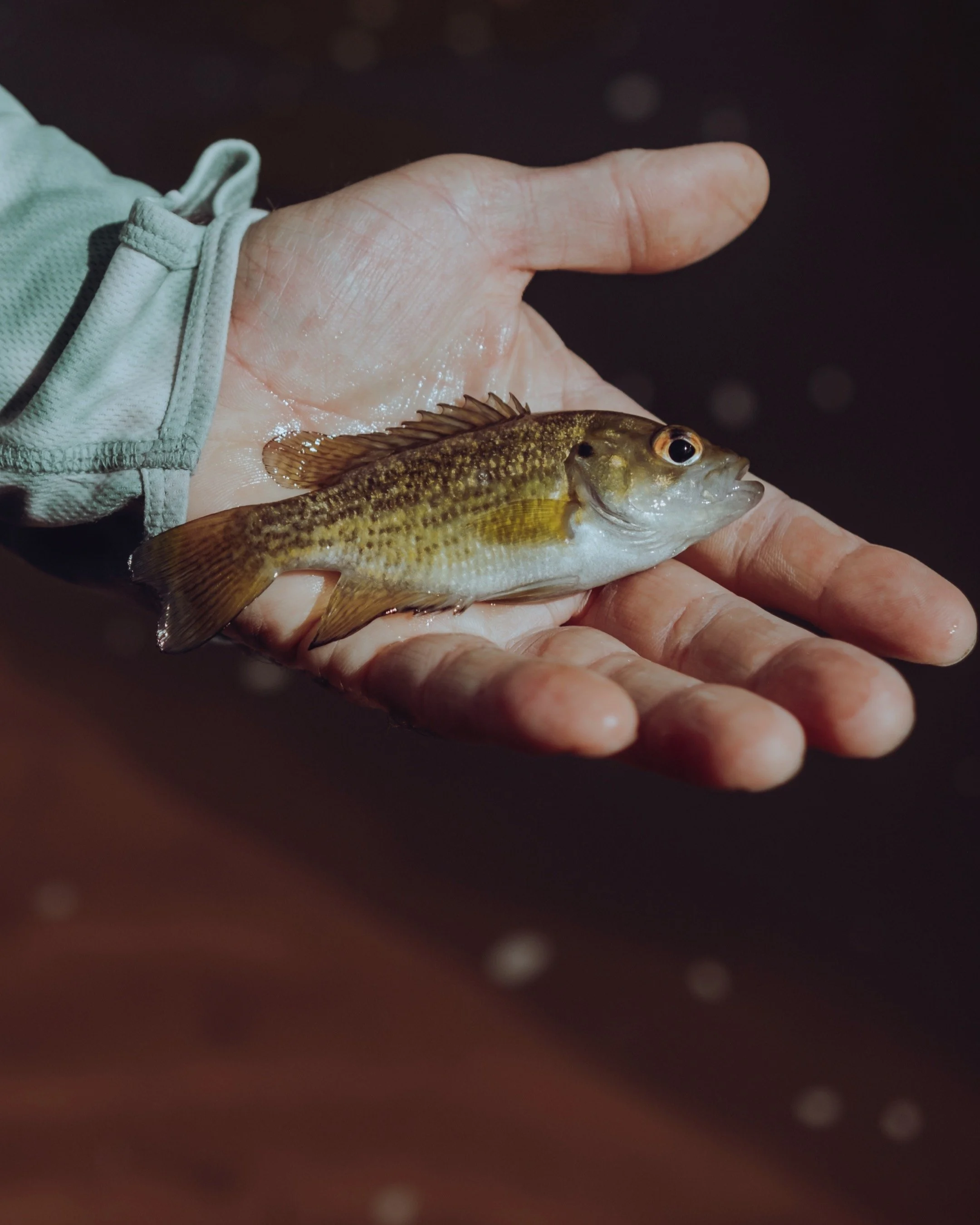 A person holding a small fish with a brownish-green body and fins.