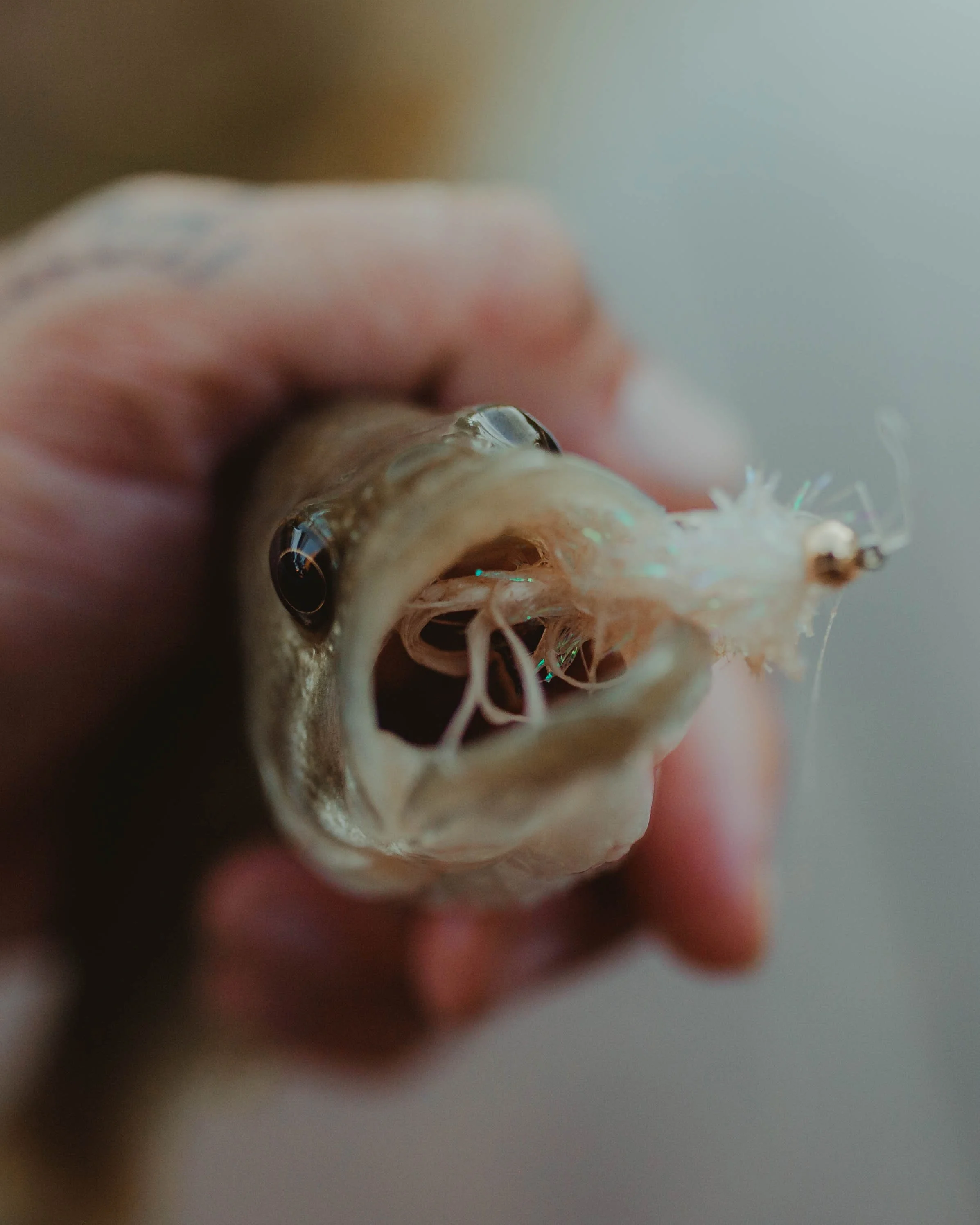 Close-up of a fish being held, showing its open mouth and eyes.
