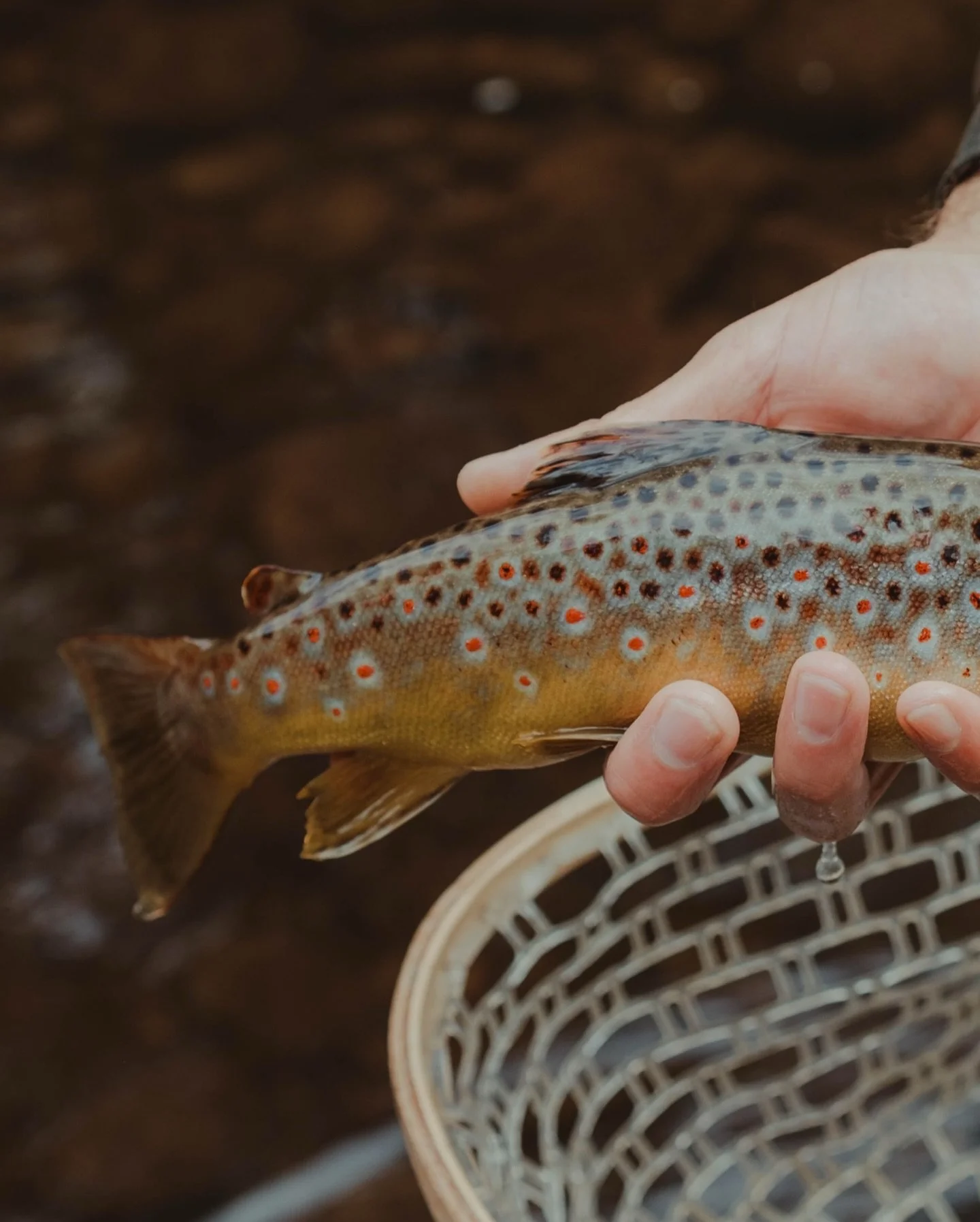 Watched a crazy hatch with @fishfarts.az this morning on the creek, matched it and got greeted with some beautiful trout. Weather was perfect, water was refreshing and good times were had. 👌🏼 Thanks @azgfd for working hard to give us these amazing