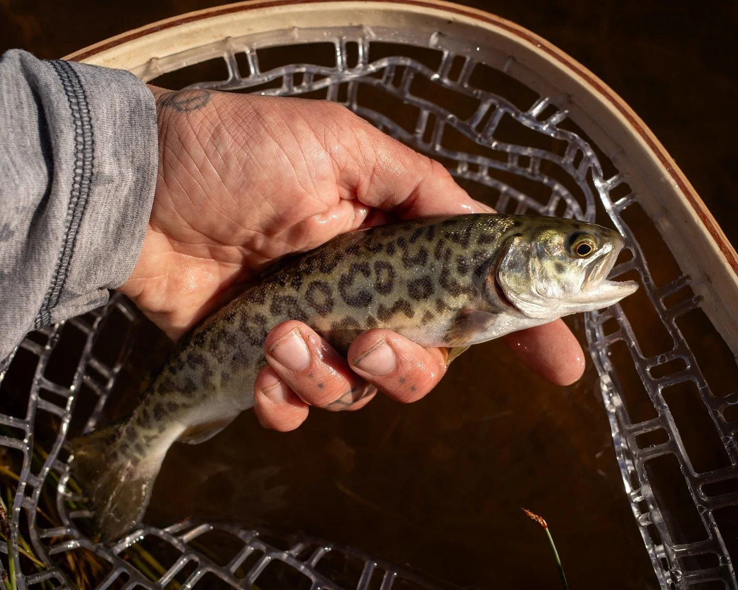 Really wanting to get back on some Tiger Trout and especially finding some bigger ones. 👌🏼