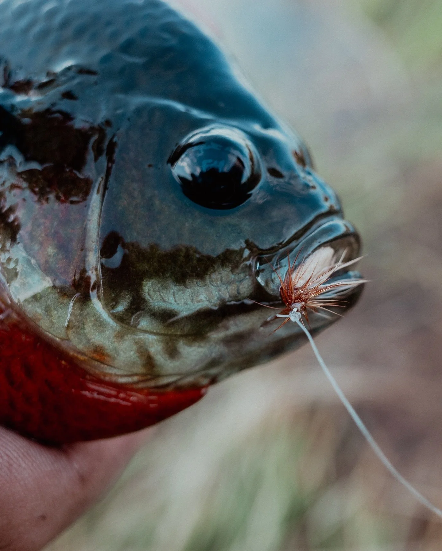 Red breasted sunfish on the fly. 👌🏼 Who doesn’t love a good panfish fight on a 3wt!?