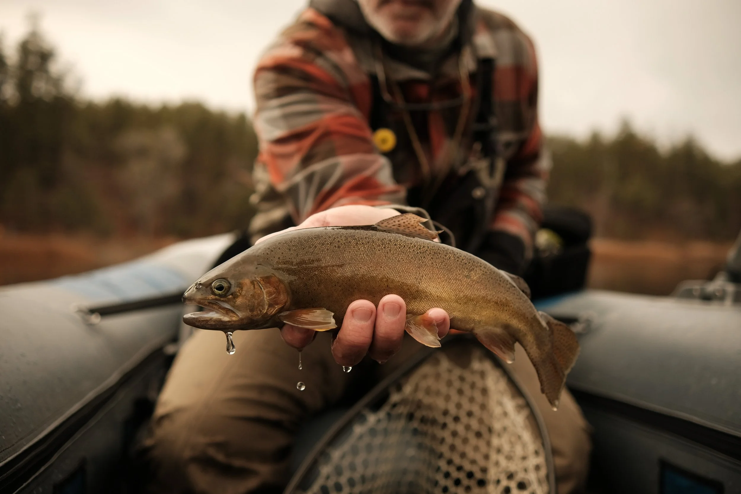 The Gila Trout in Arizona: A Native Treasure for Fly Fishing Anglers