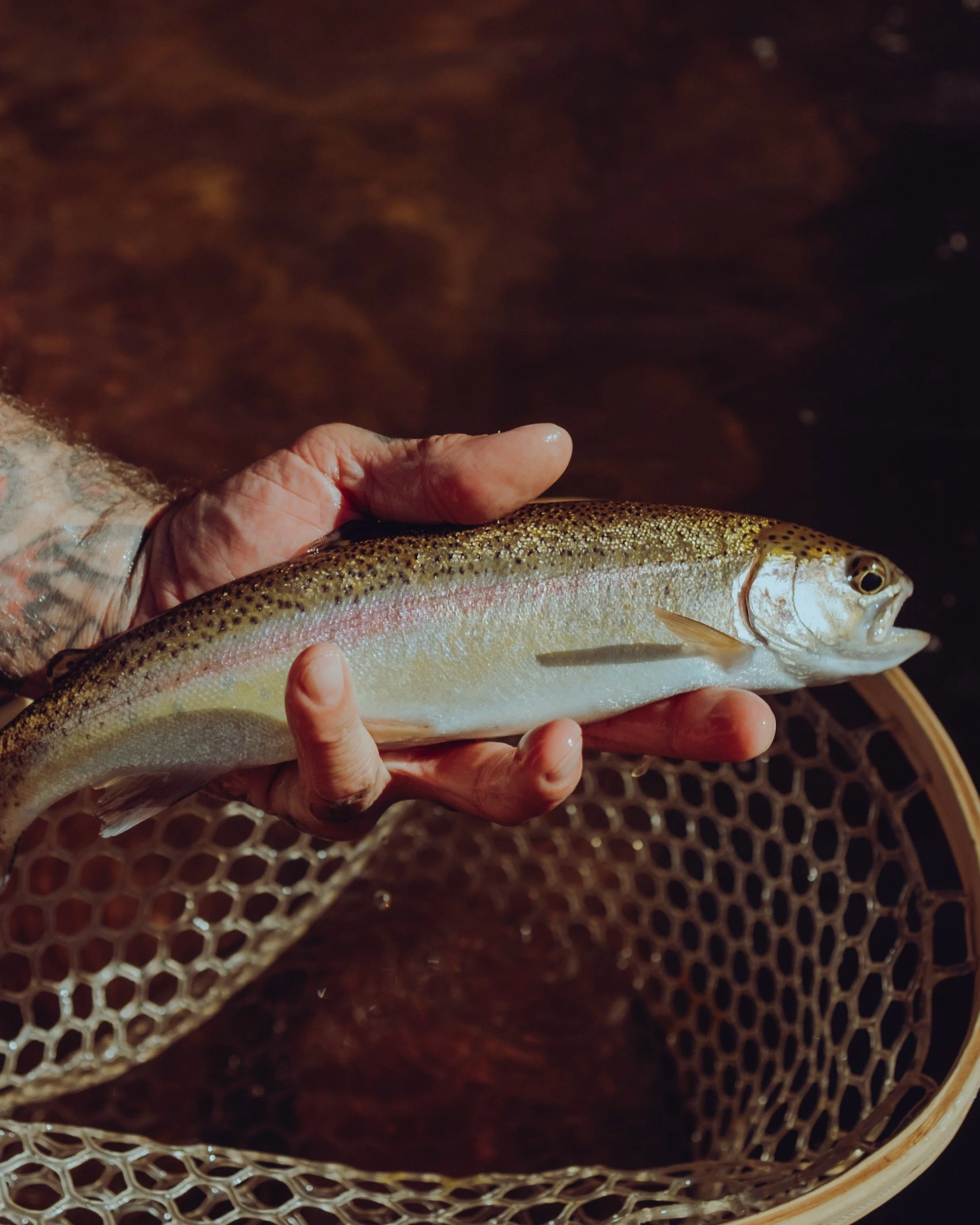A person holding a freshly caught rainbow trout over a wooden net with water in the background.
