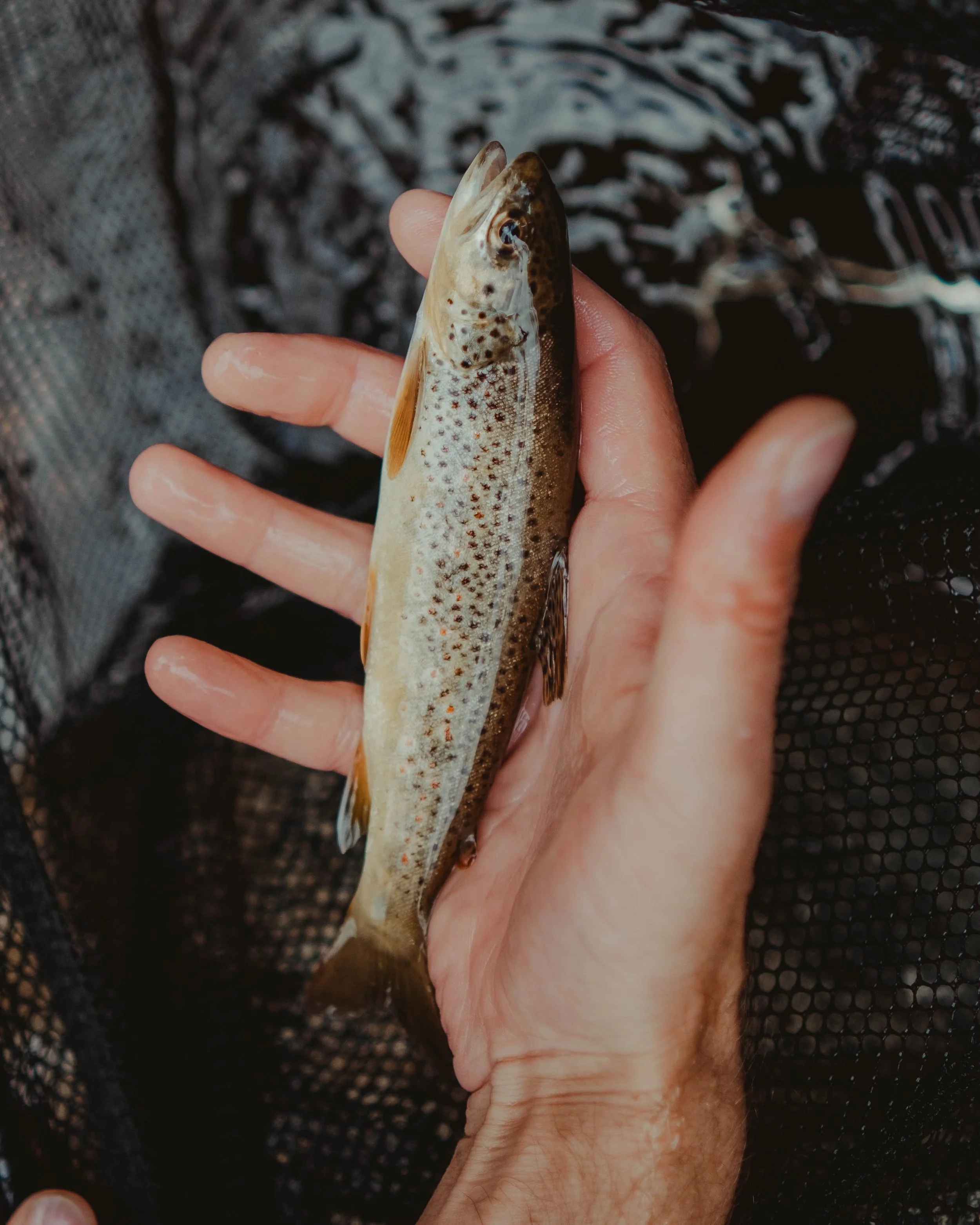A person holding a freshly caught small fish with a speckled pattern, above a black fishing net.