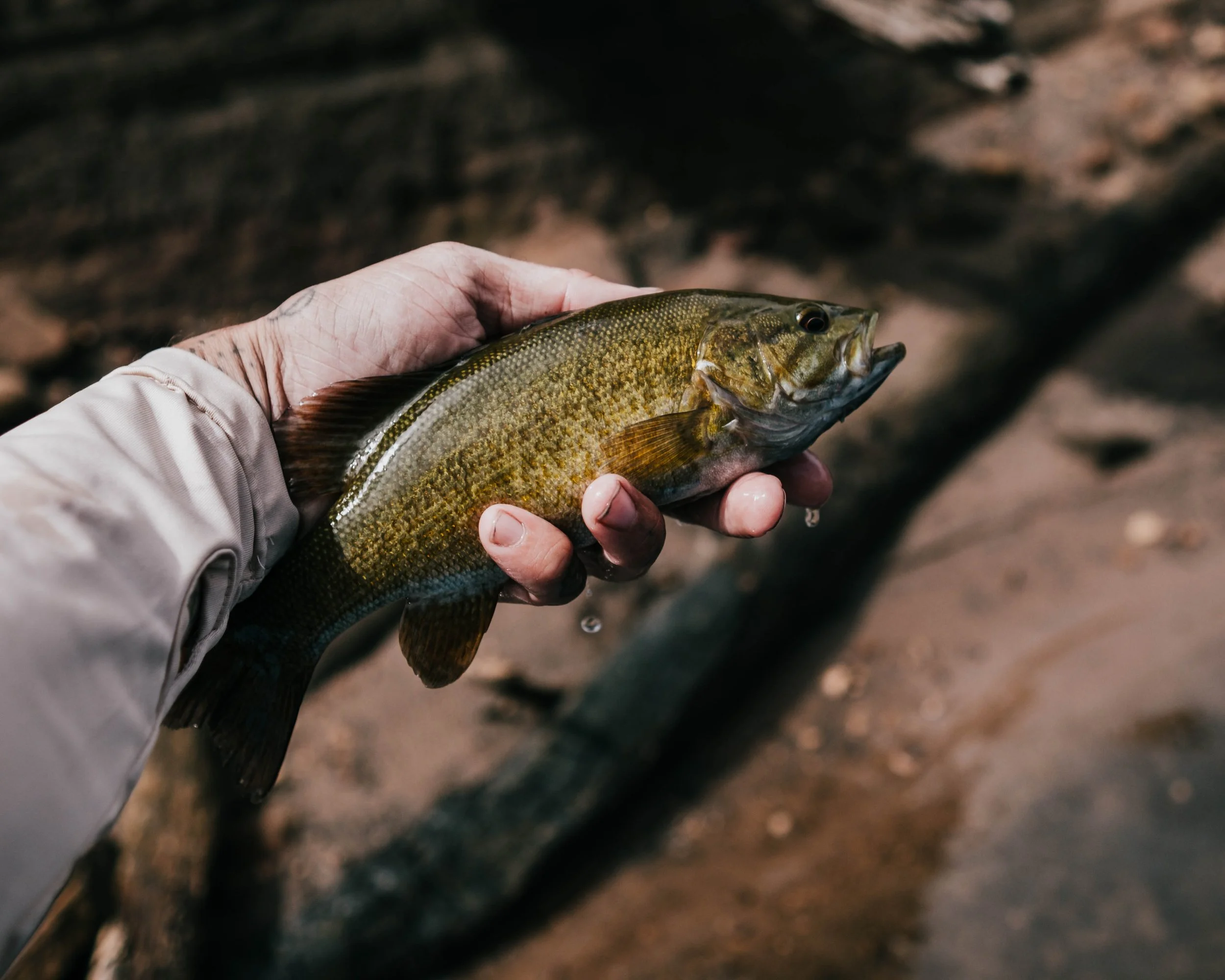 A person holding a freshly caught smallmouth bass fish over a sandy riverbank.