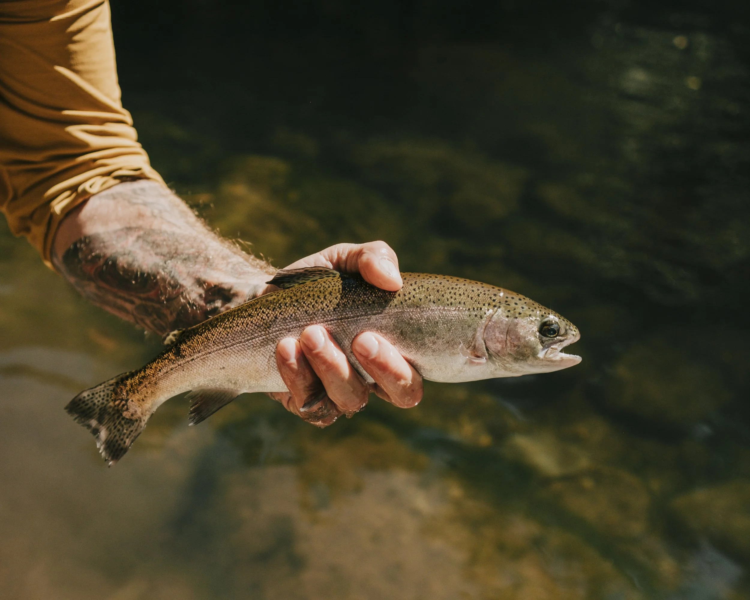 Person holding a rainbow trout fish in a clear, shallow stream.