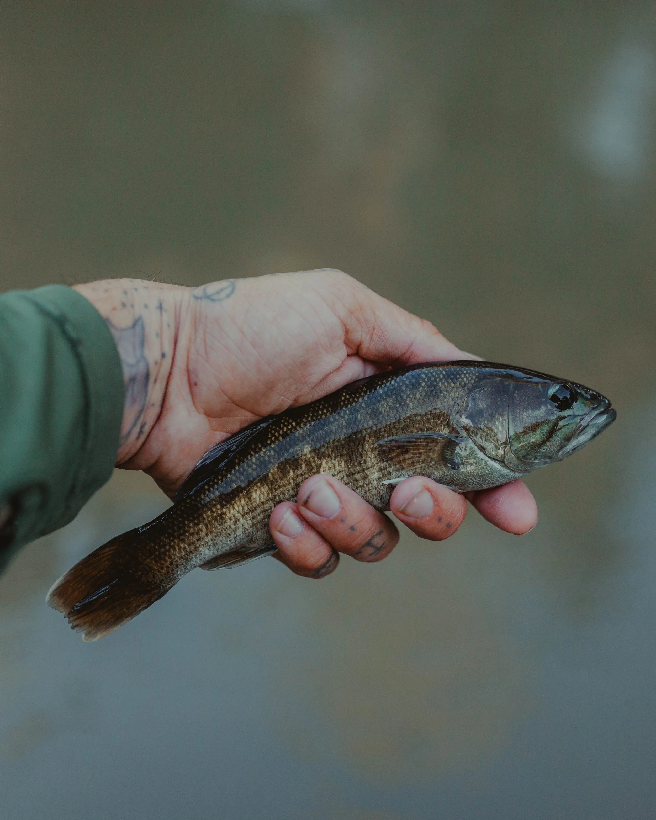 A person holding a small fish in their hand, with a blurred background.